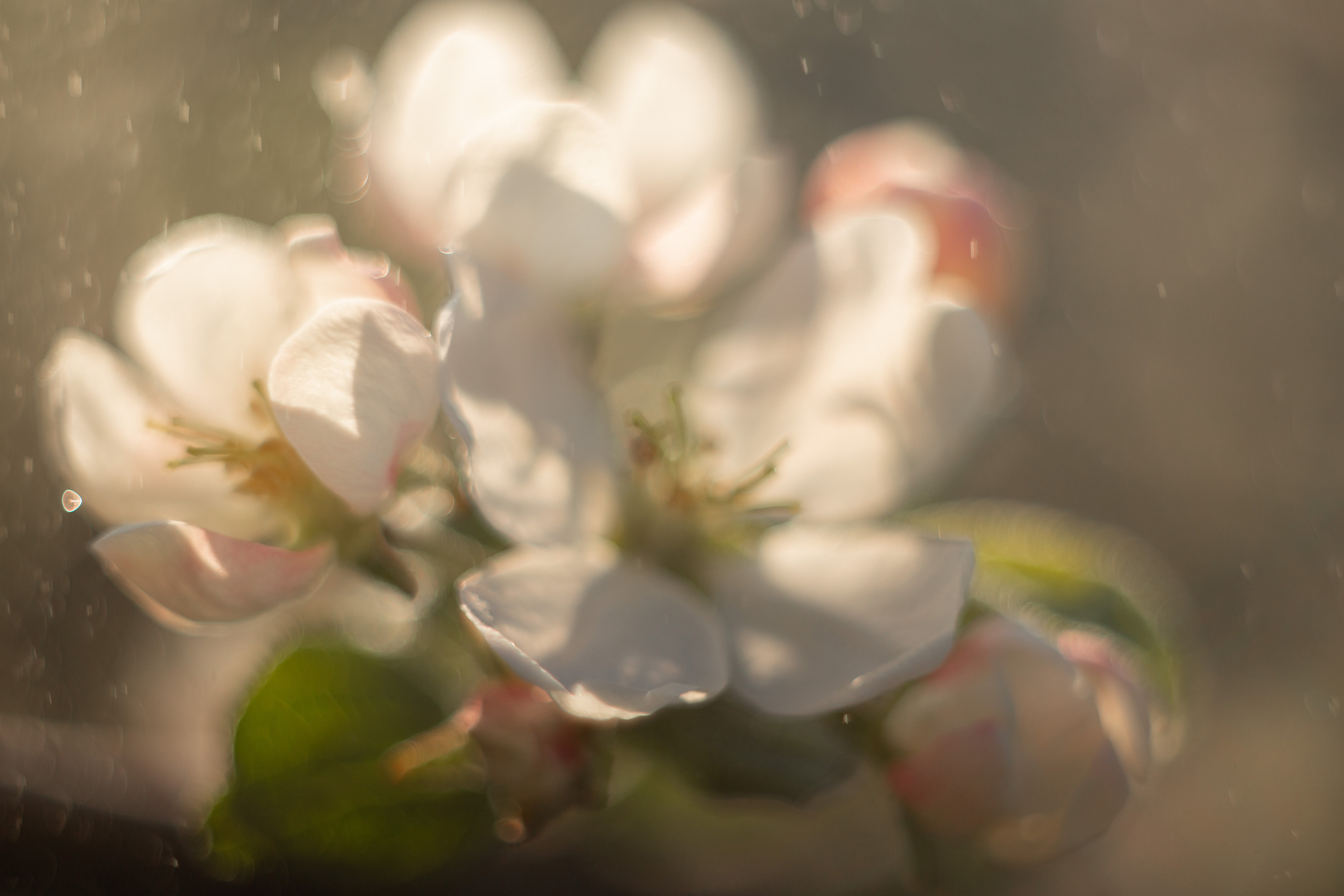 Все работы. Елена Чернигина семейный и детский фотограф в Нижнем Новгороде и Бор