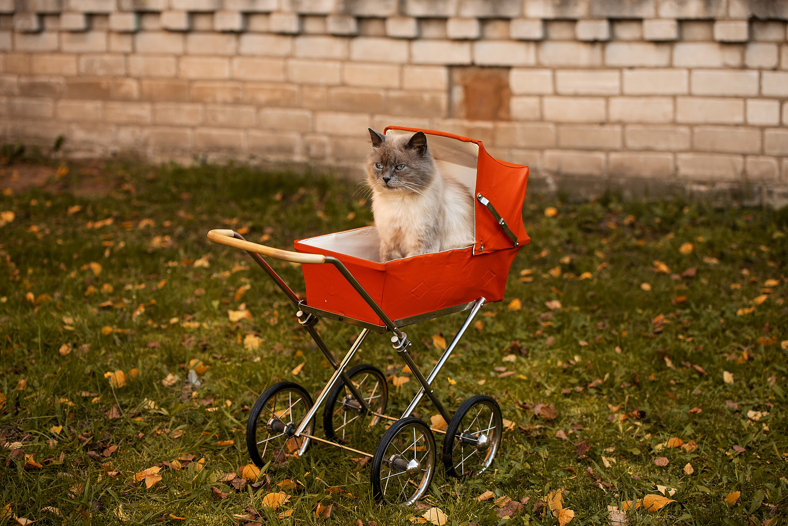 Все работы. Елена Чернигина семейный и детский фотограф в Нижнем Новгороде и Бор