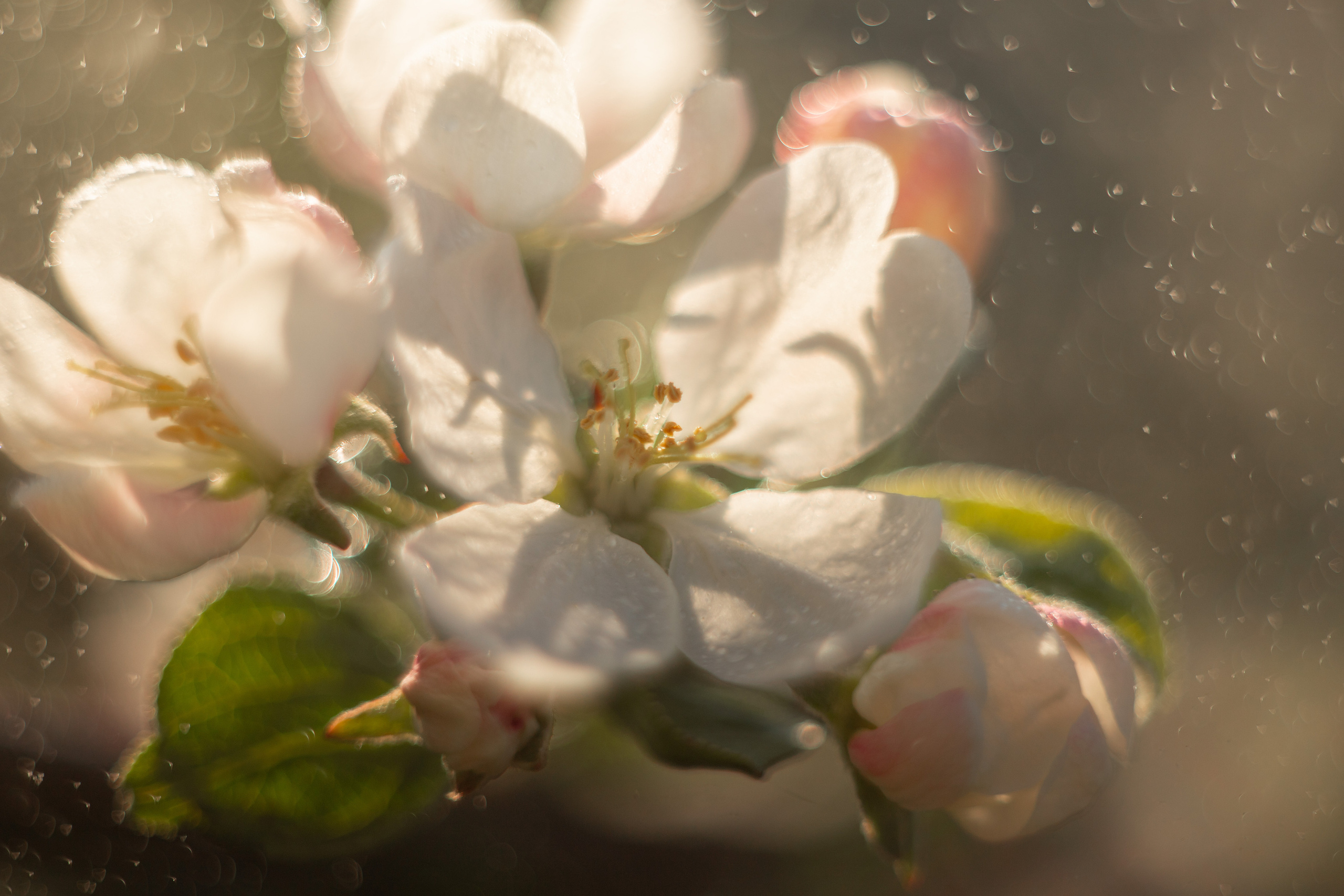 Все работы. Елена Чернигина семейный и детский фотограф в Нижнем Новгороде и Бор
