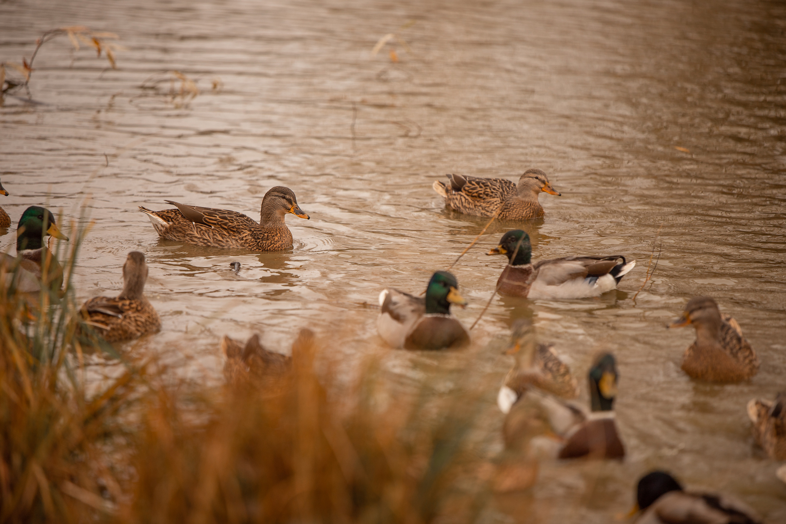 Все работы. Елена Чернигина семейный и детский фотограф в Нижнем Новгороде и Бор