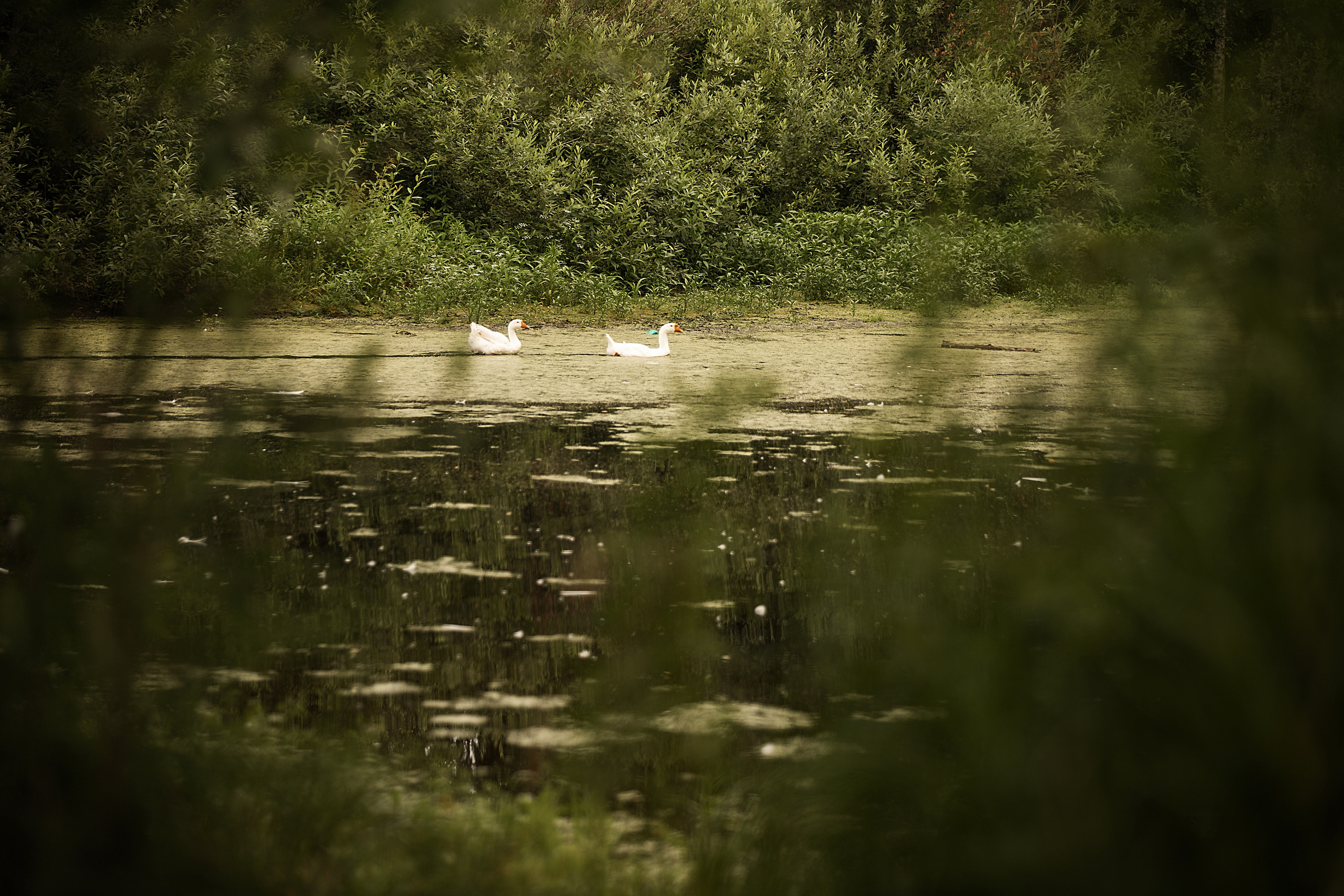 Все работы. Елена Чернигина семейный и детский фотограф в Нижнем Новгороде и Бор
