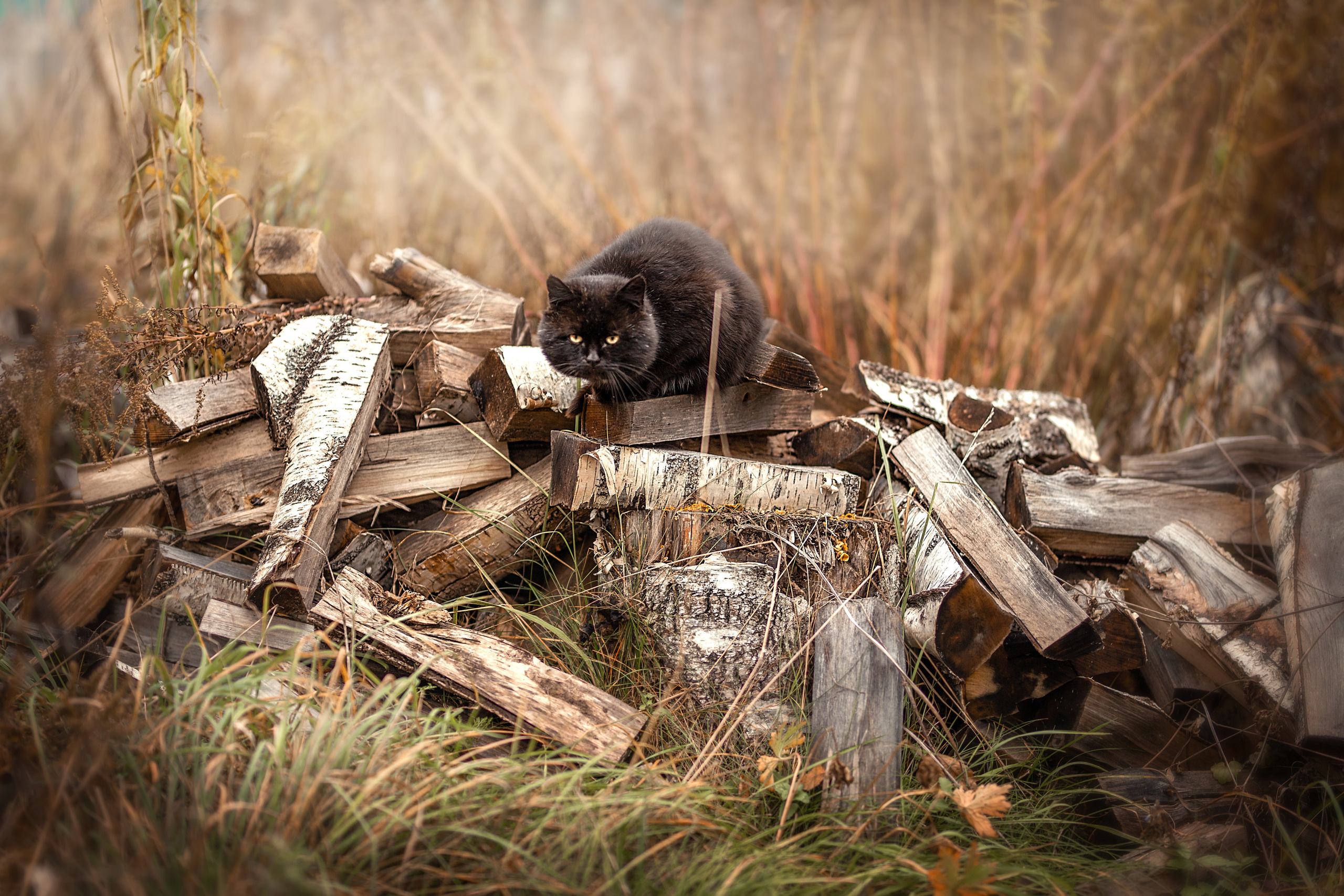 Все работы. Елена Чернигина семейный и детский фотограф в Нижнем Новгороде и Бор