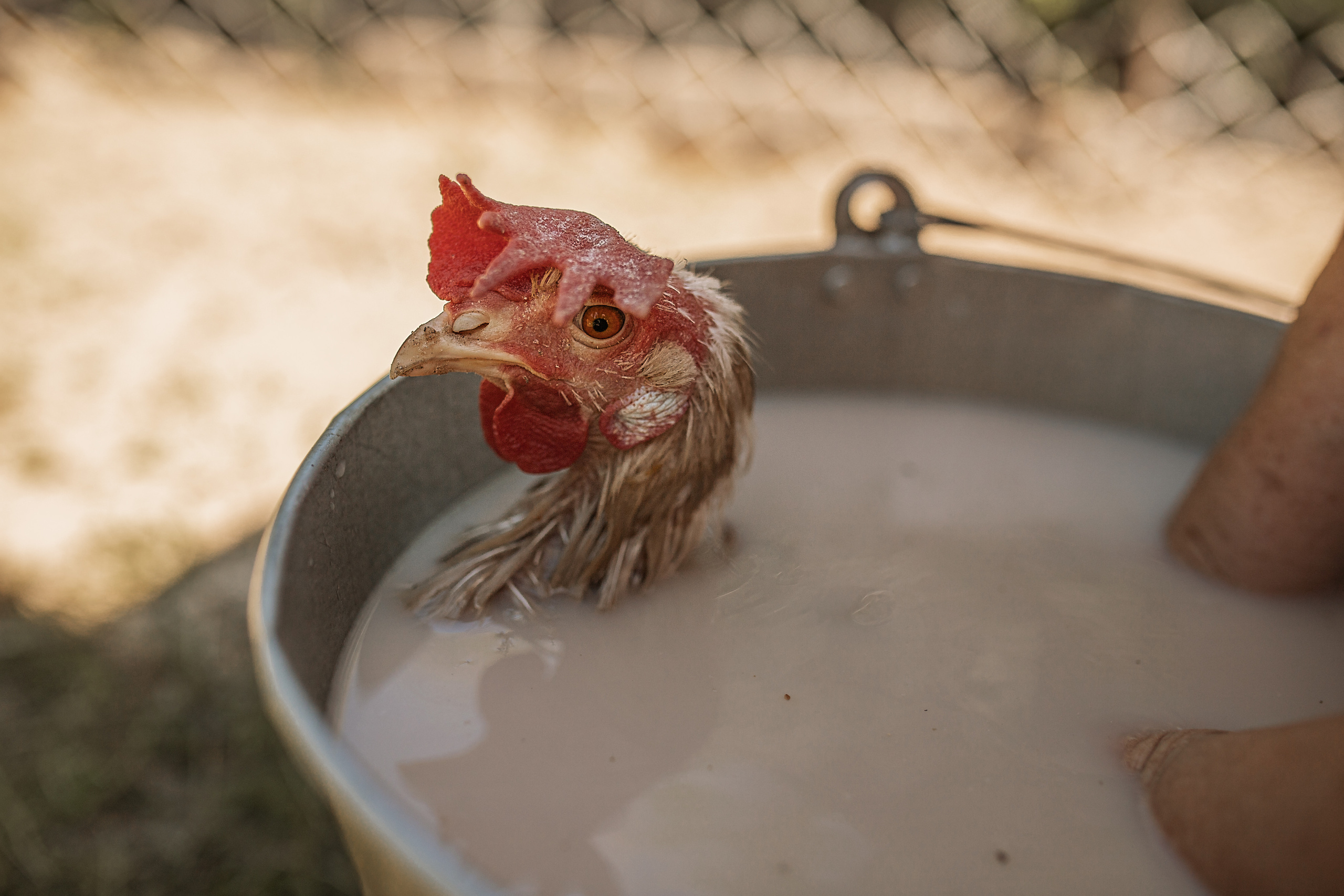 Все работы. Елена Чернигина семейный и детский фотограф в Нижнем Новгороде и Бор