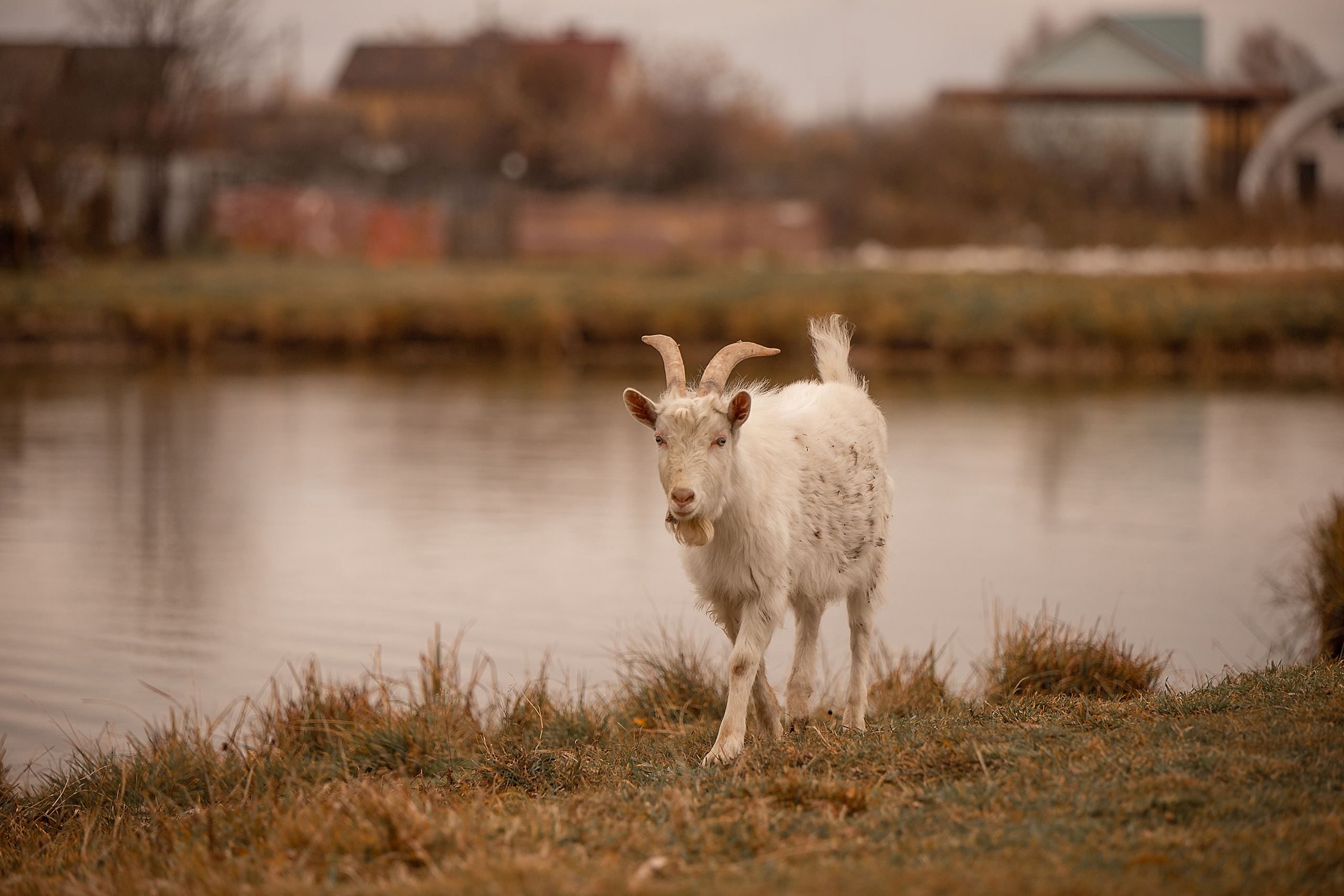 Все работы. Елена Чернигина семейный и детский фотограф в Нижнем Новгороде и Бор