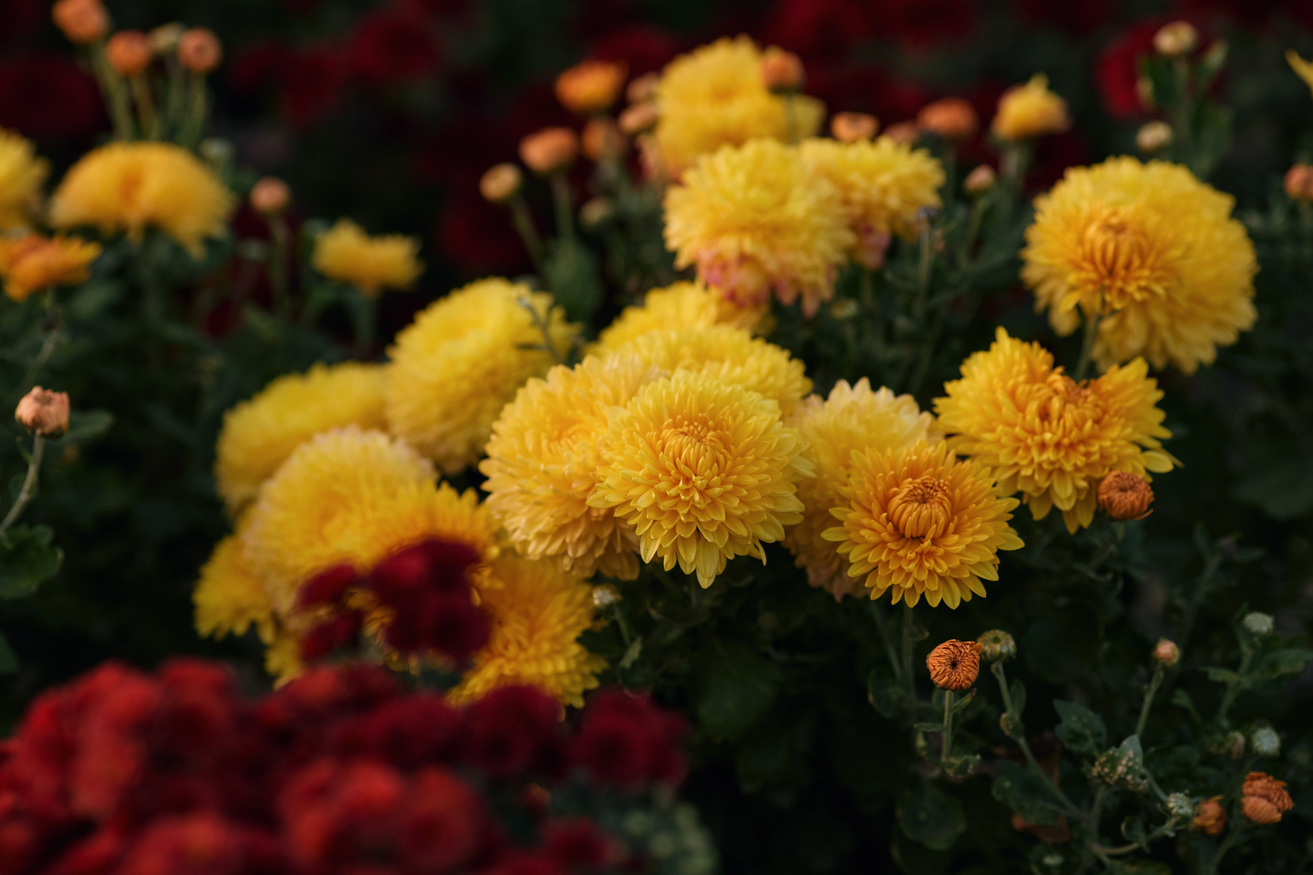Хризантема Chrysanthemum Golden Orpheus в осеннем саду крупным планом