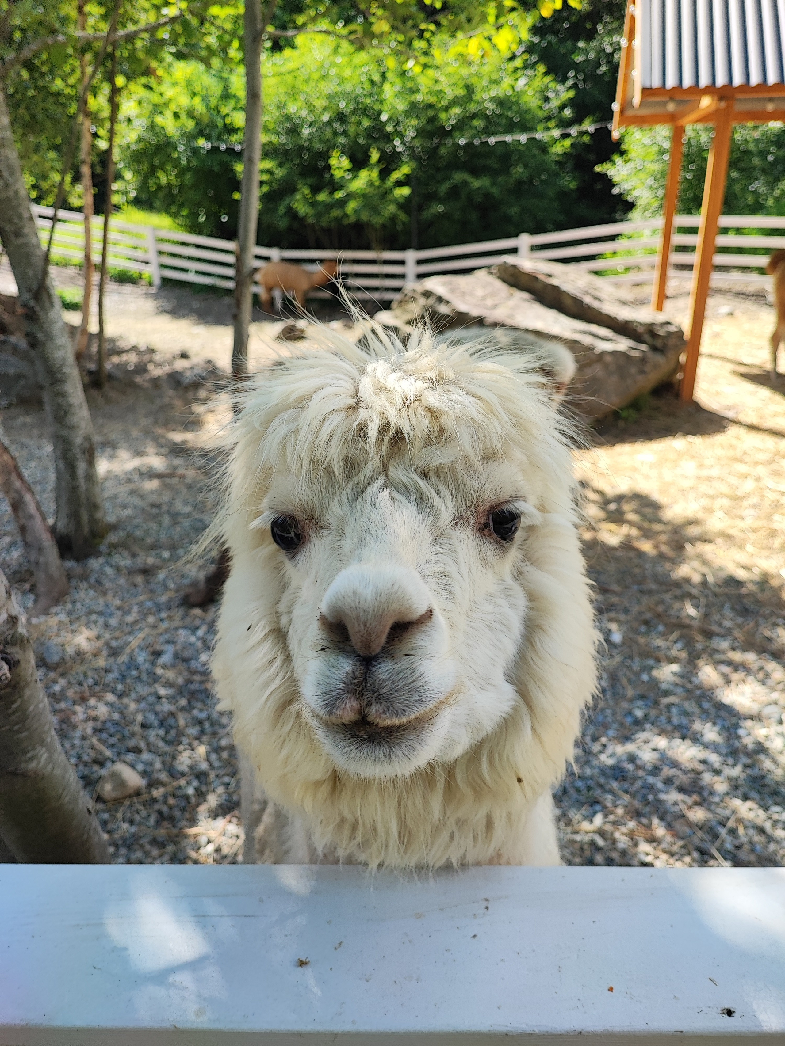 Намобилкус кавказский. Репортажный фотограф Алексей Пирязев
