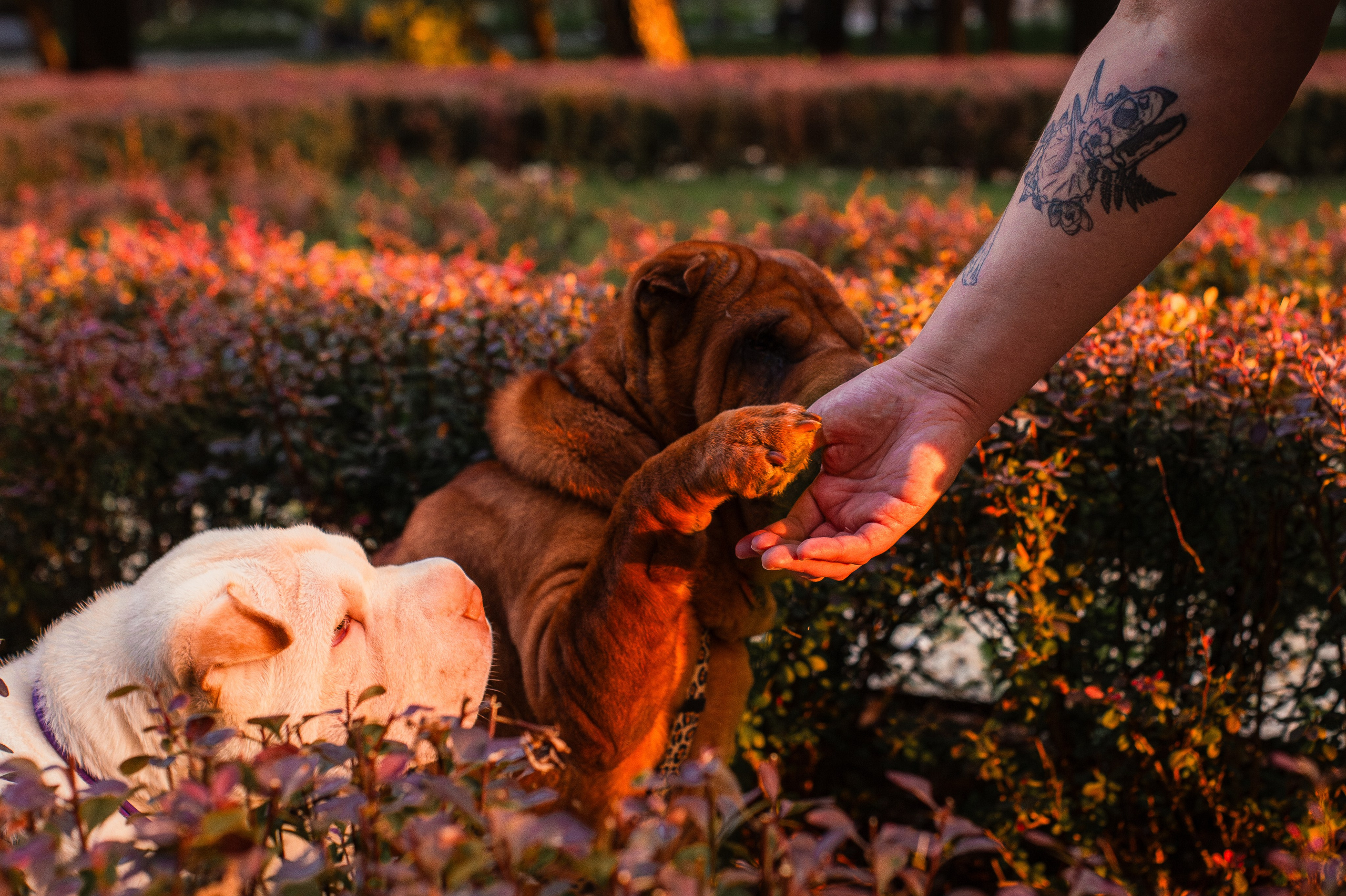 Алёна, Лагерта и Зефир. Фотограф-анималист Мария Баркевич | Москва