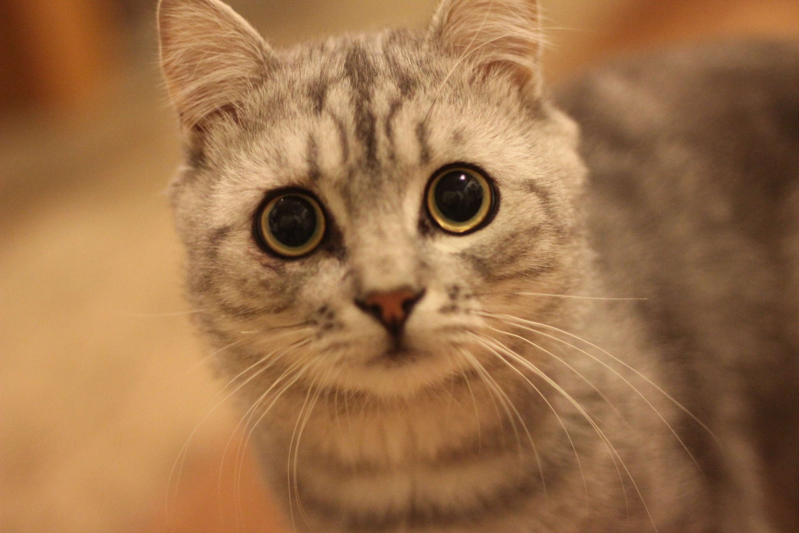 Mix. Varvara cohen photographer