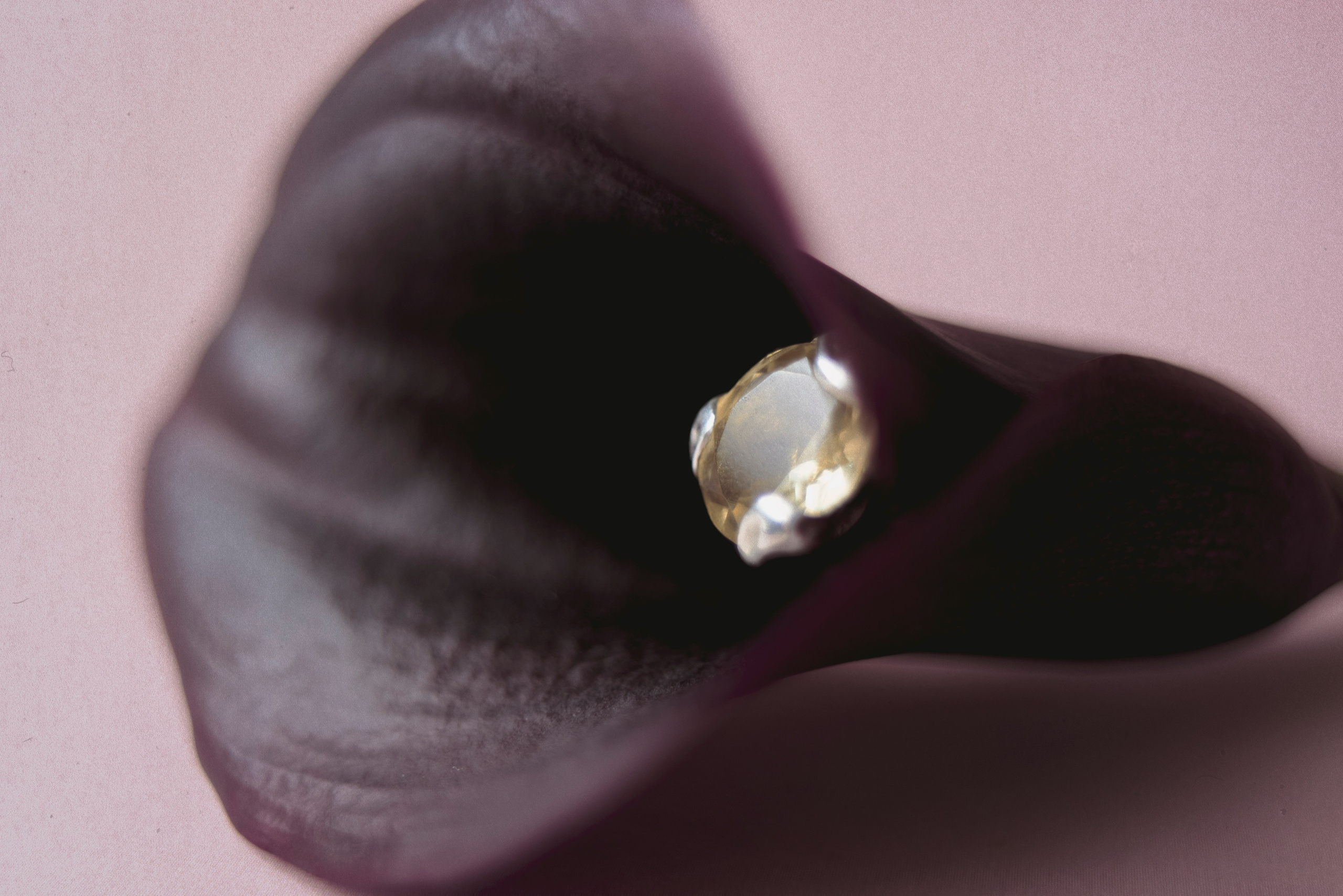 Endemica. ㅤ