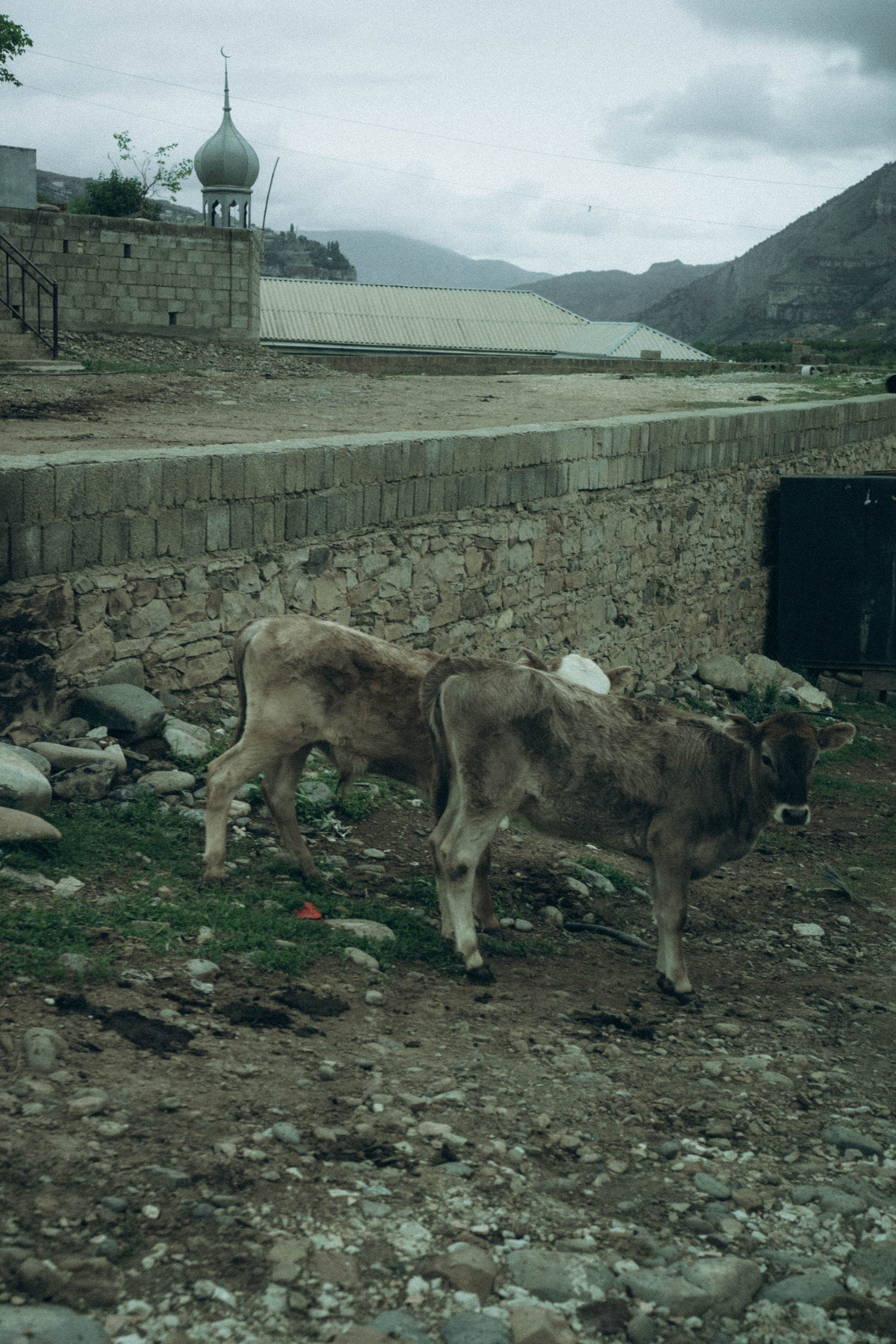 Кавказ. Профессиональный фотограф, Санкт-Петербург — Виктория Богомолова