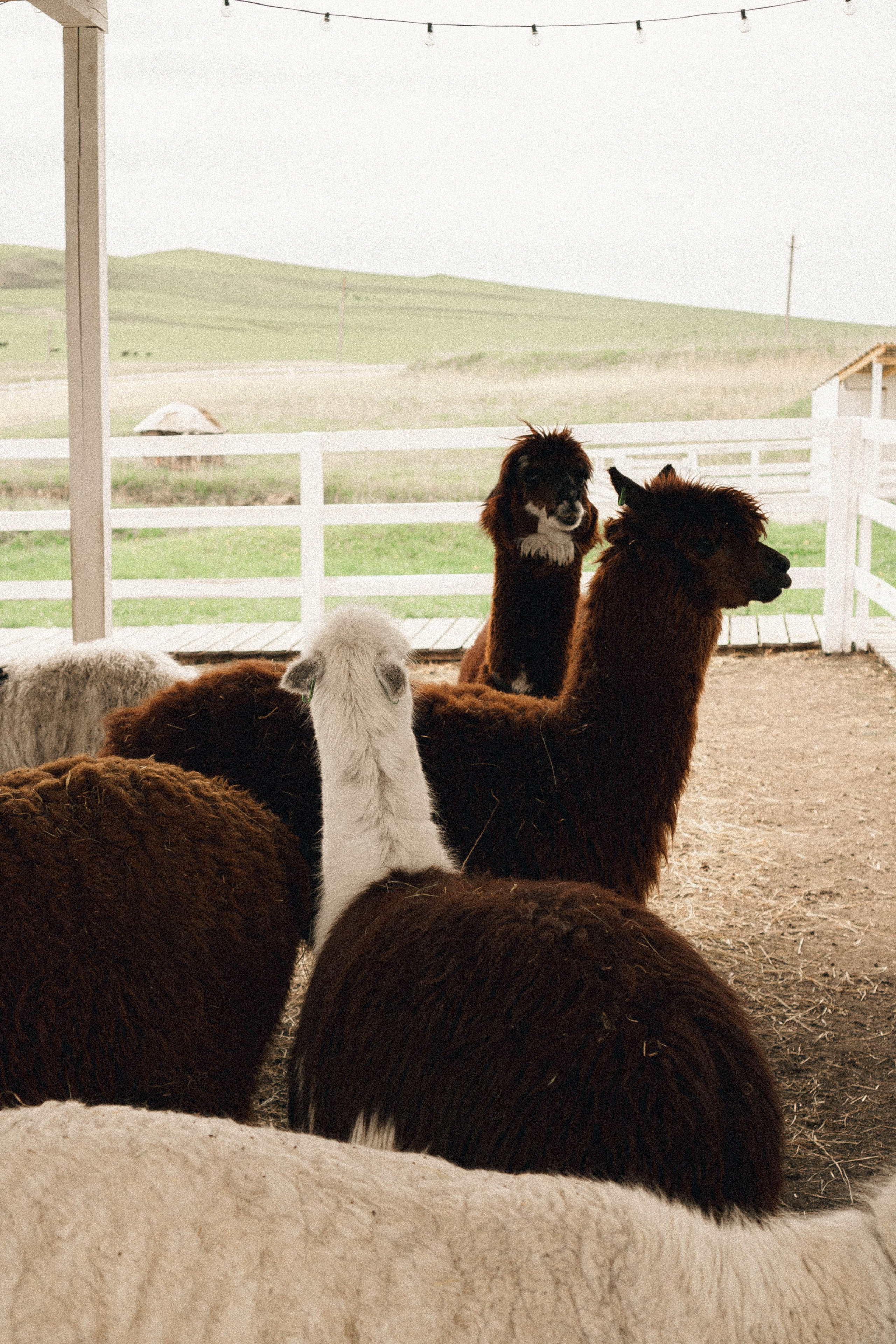 Ферма Альпак. Профессиональный фотограф, Санкт-Петербург — Виктория Богомолова
