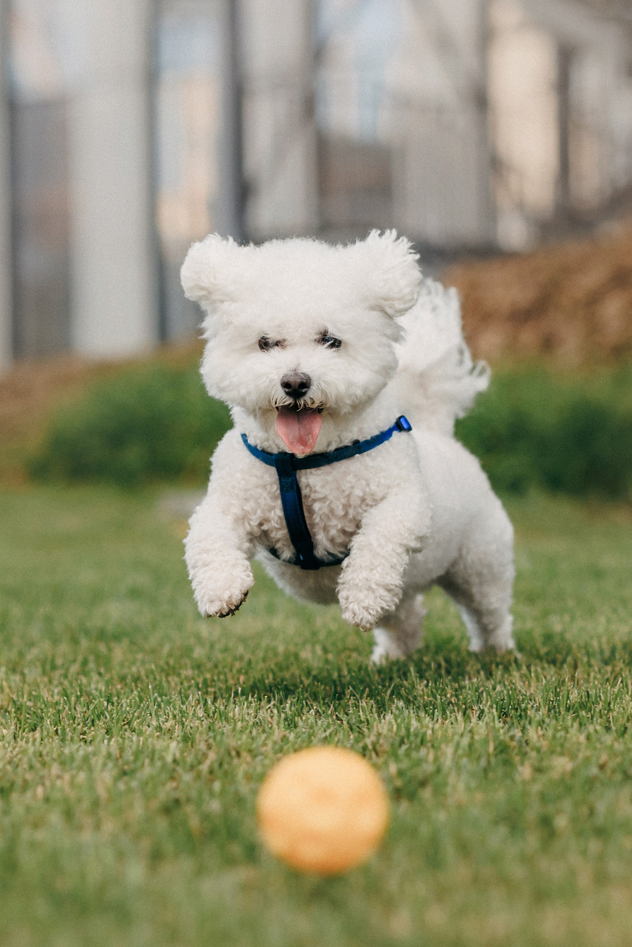 Марина, Данил и Бруно. Фотограф-анималист Елена Радченко, Москва