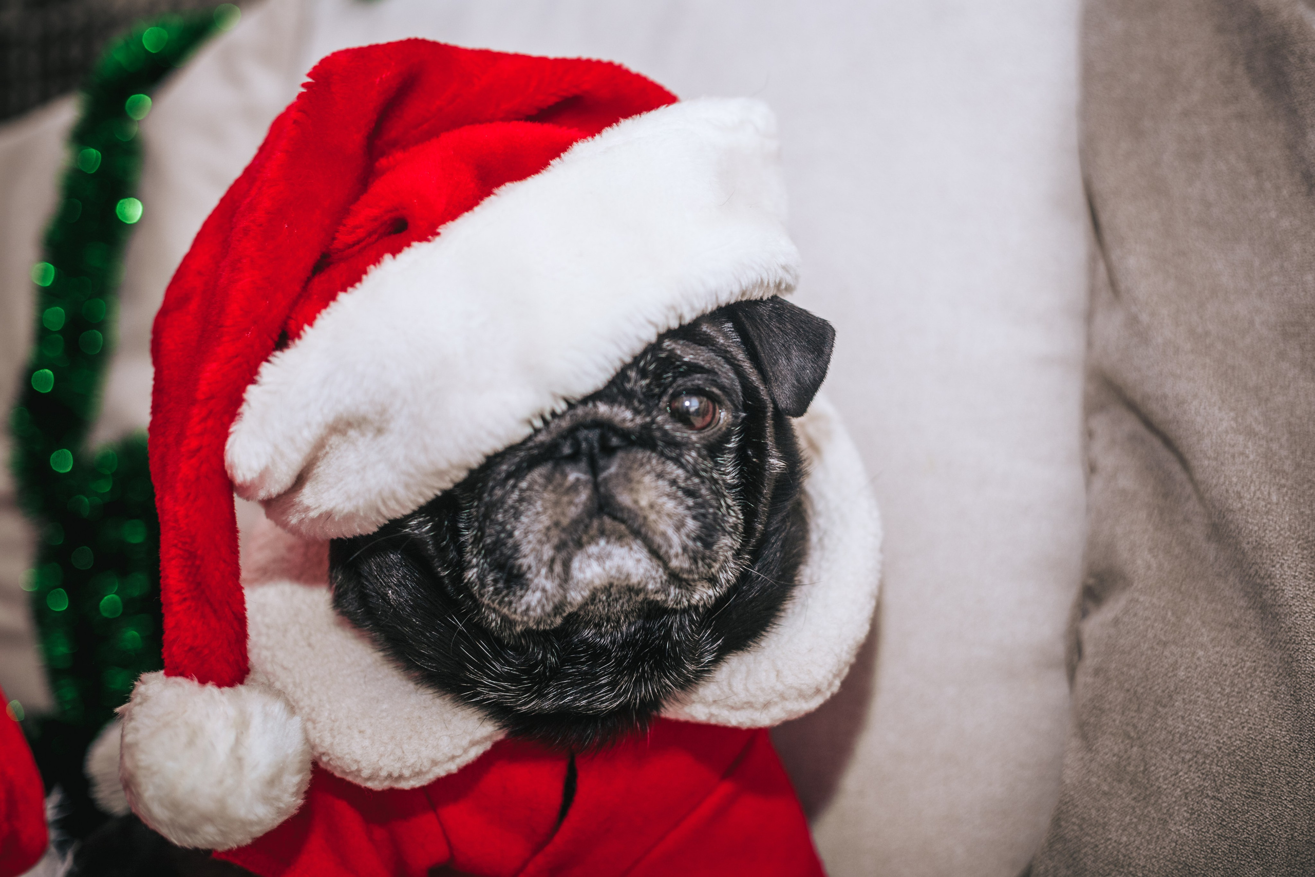 Домашняя фотосессия Оли и двух ее мопсов. Фотограф-анималист Татьяна Степанова