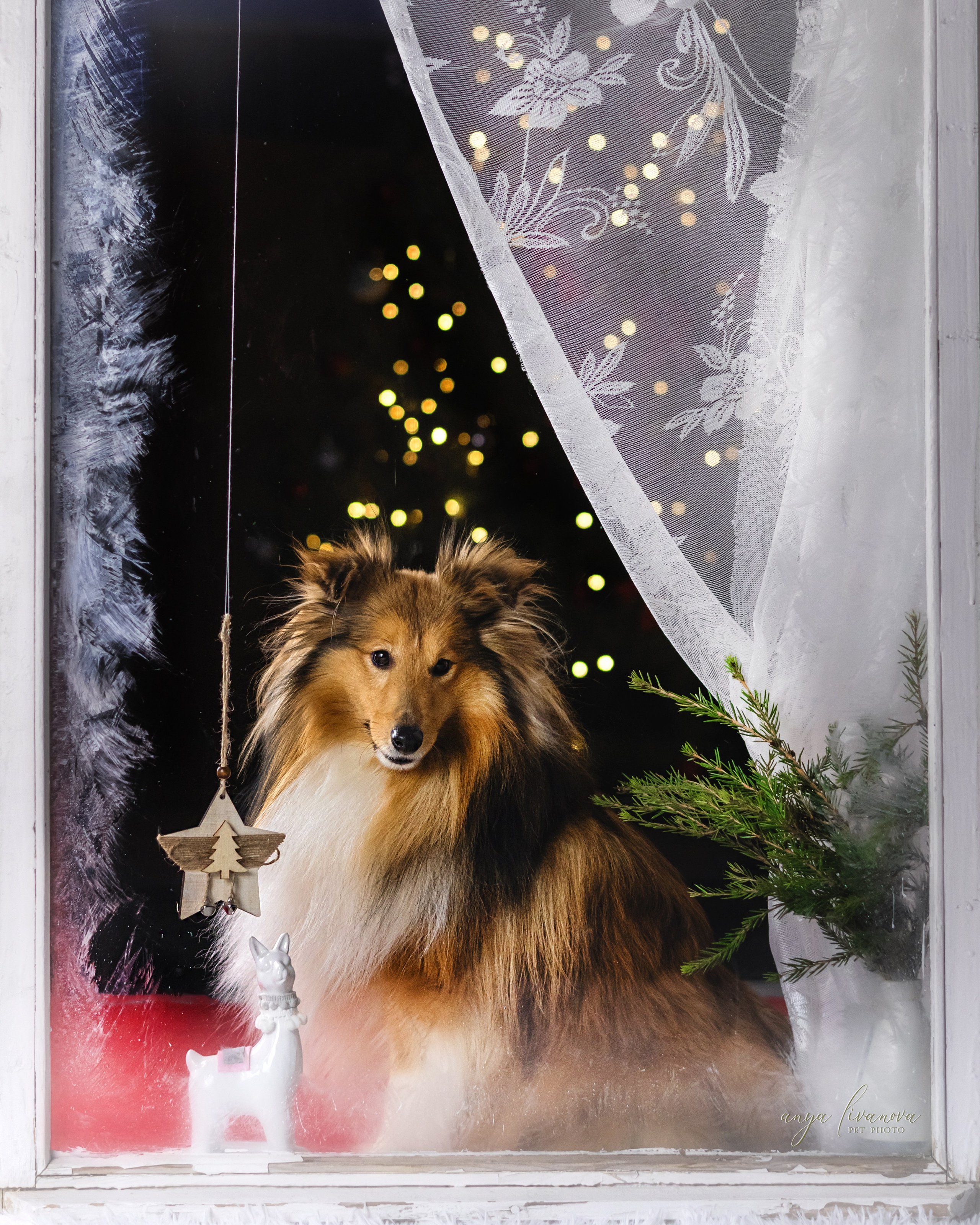 Окошко. Фотограф анималист Аня Ливанова | Рыбинск