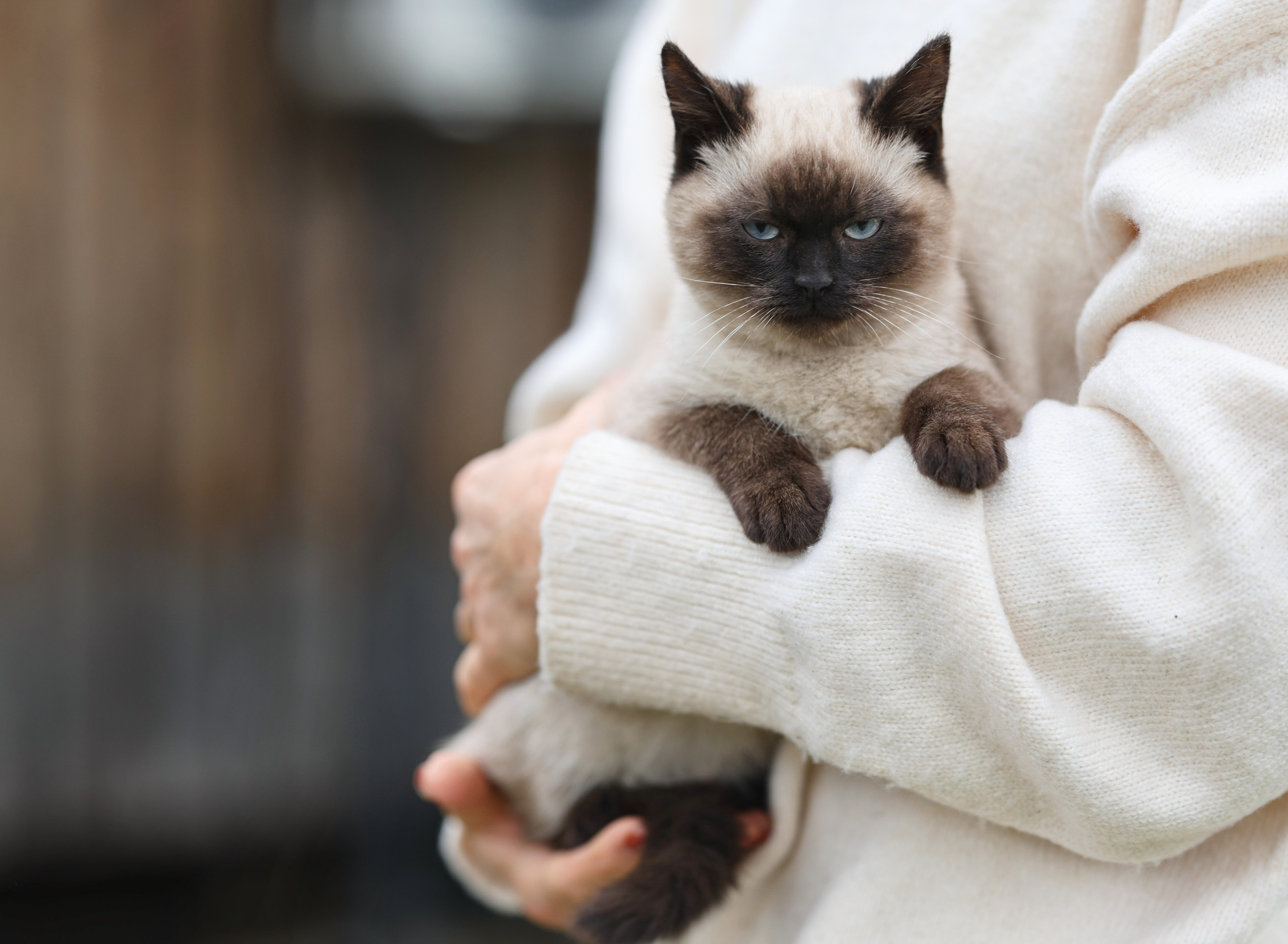 Кошки. Фотограф Максим Татаринов