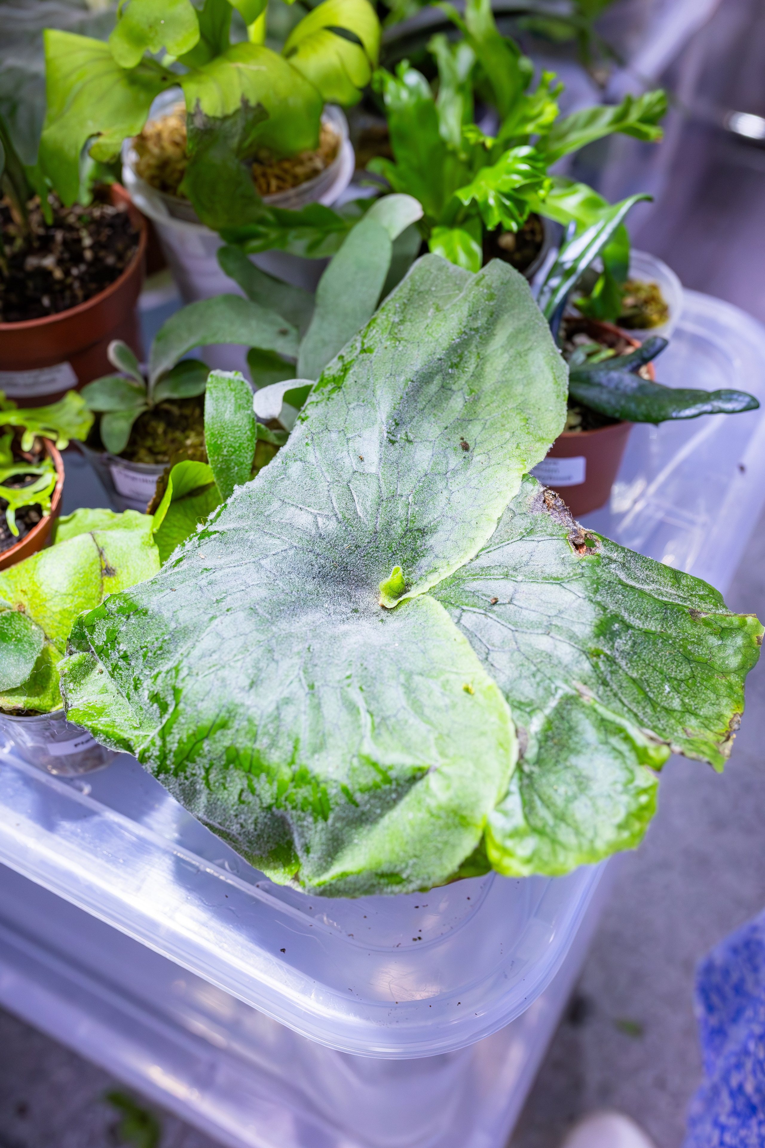 Орхидиум сентябрь 2025. Александра Куликова фотограф, Москва