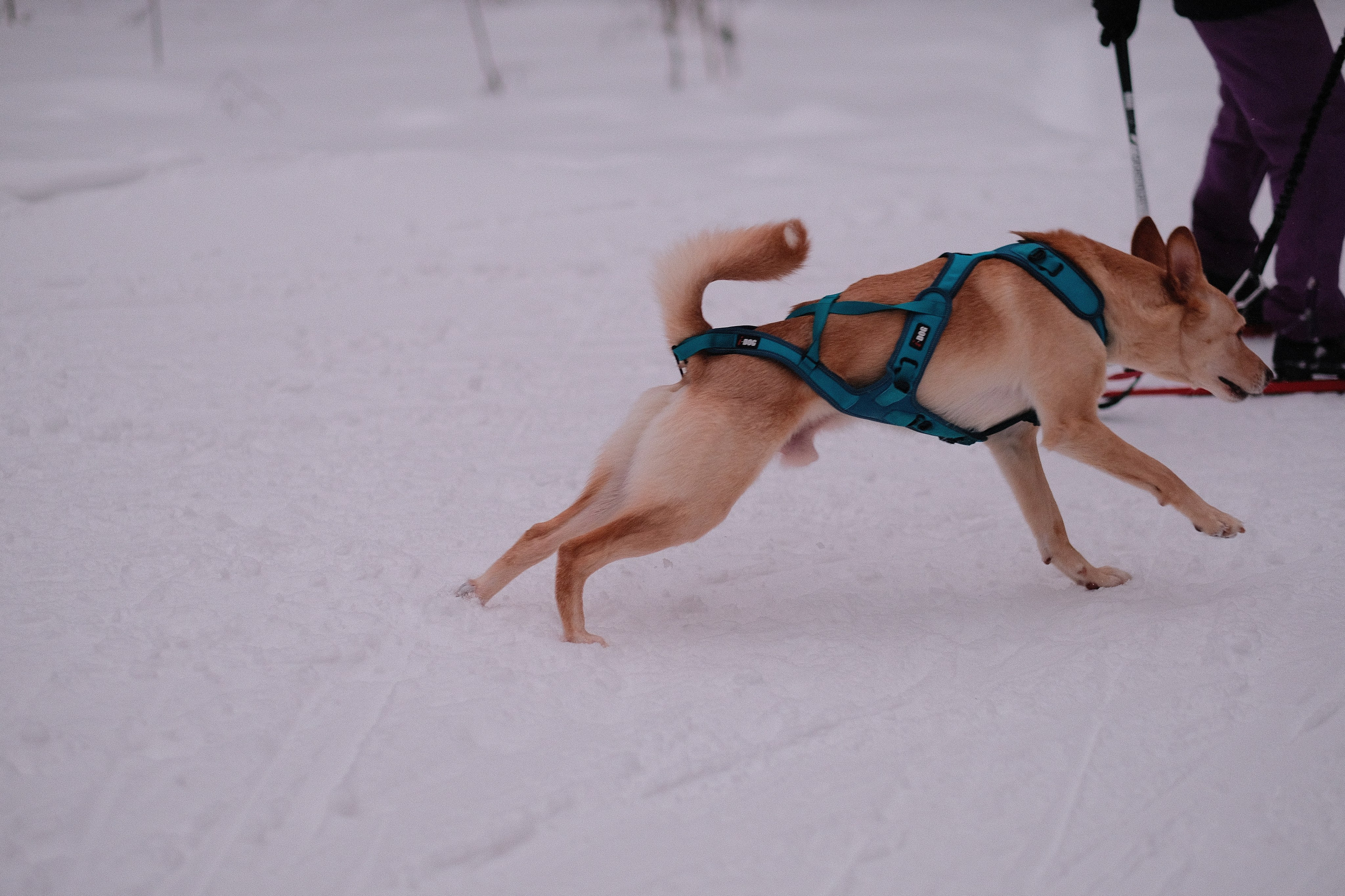 Рик, Листик и их Катя. Дмитрий Бречалов