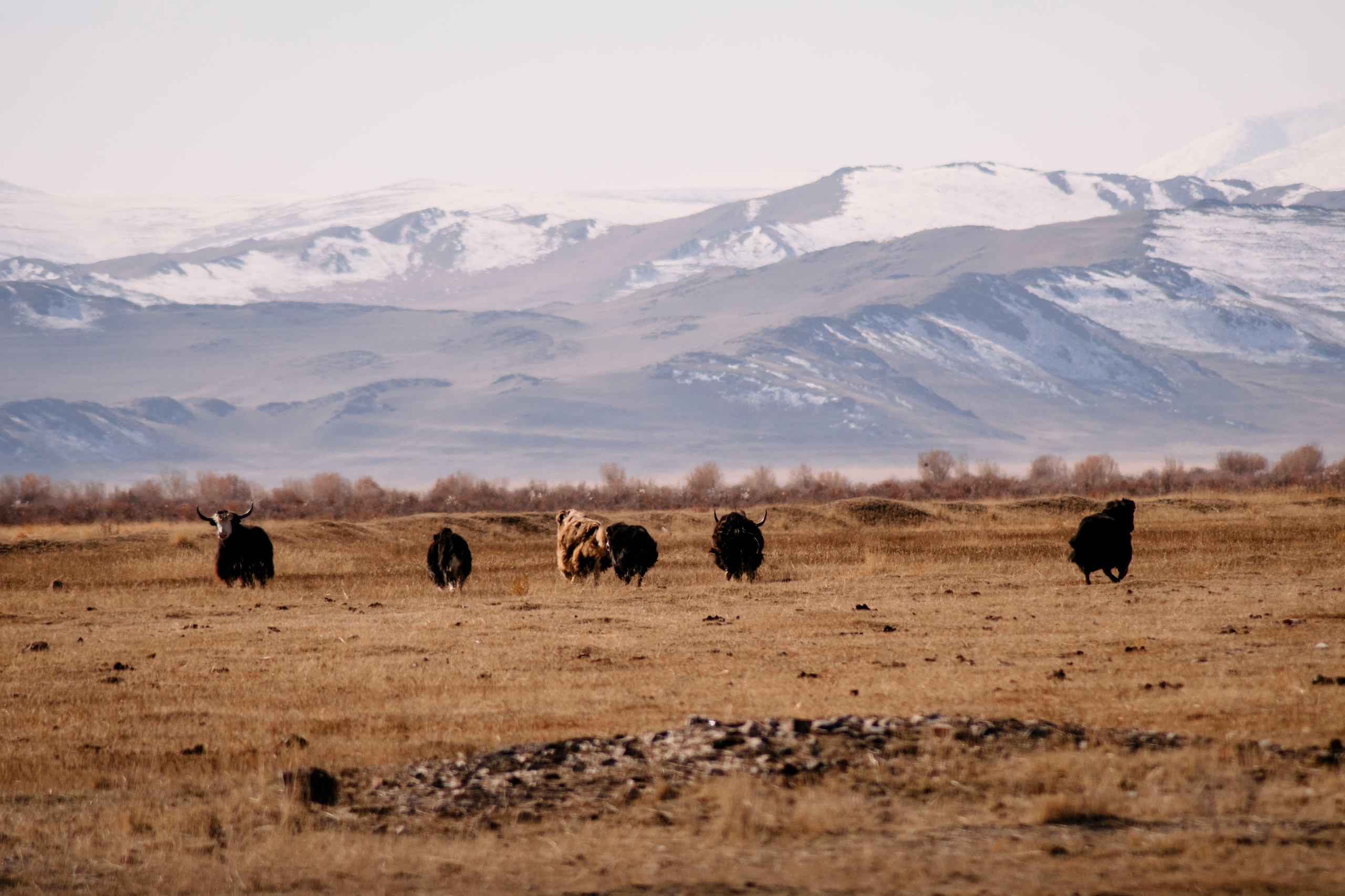 Altai landscape. Iraogo