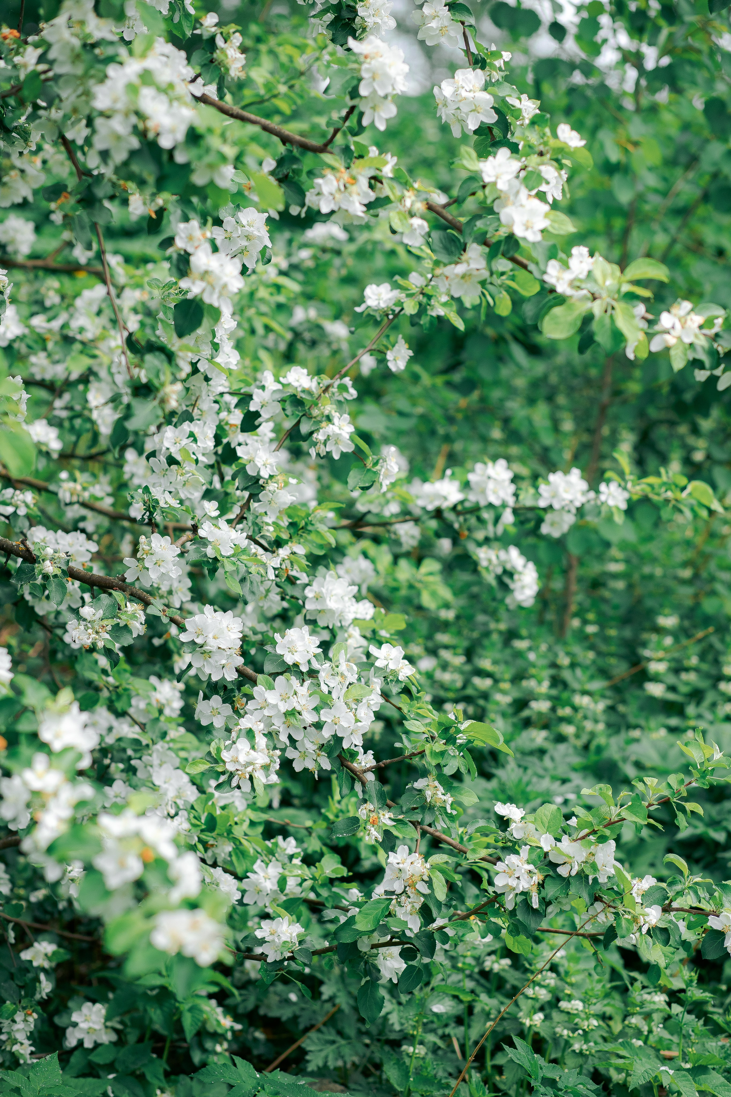 Фотосессия мамы и дочки цветение — Муринский парк. Фотограф в Санкт-Петербурге, Анна Скворцова