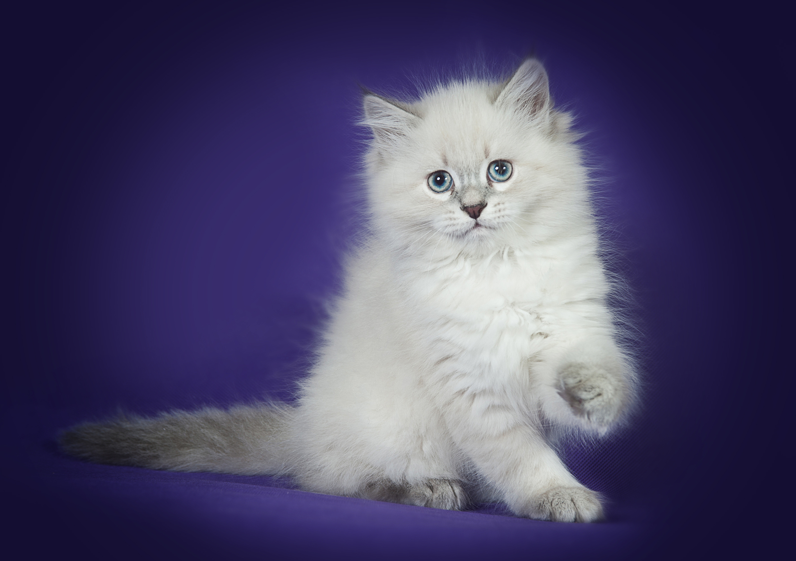 Невская маскарадная (котята). Фотограф-анималист Наталья Светличная