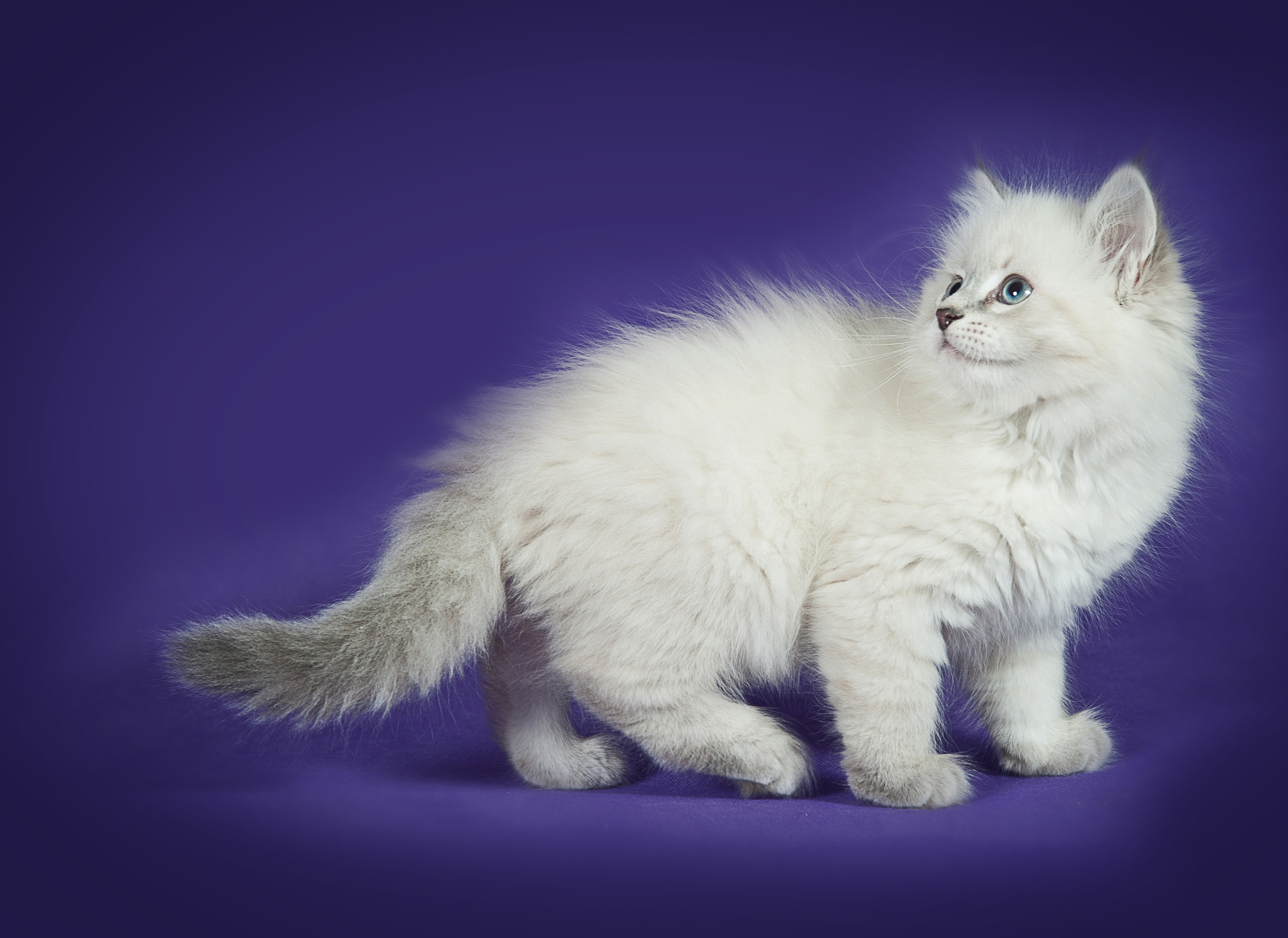 Невская маскарадная (котята). Фотограф-анималист Наталья Светличная