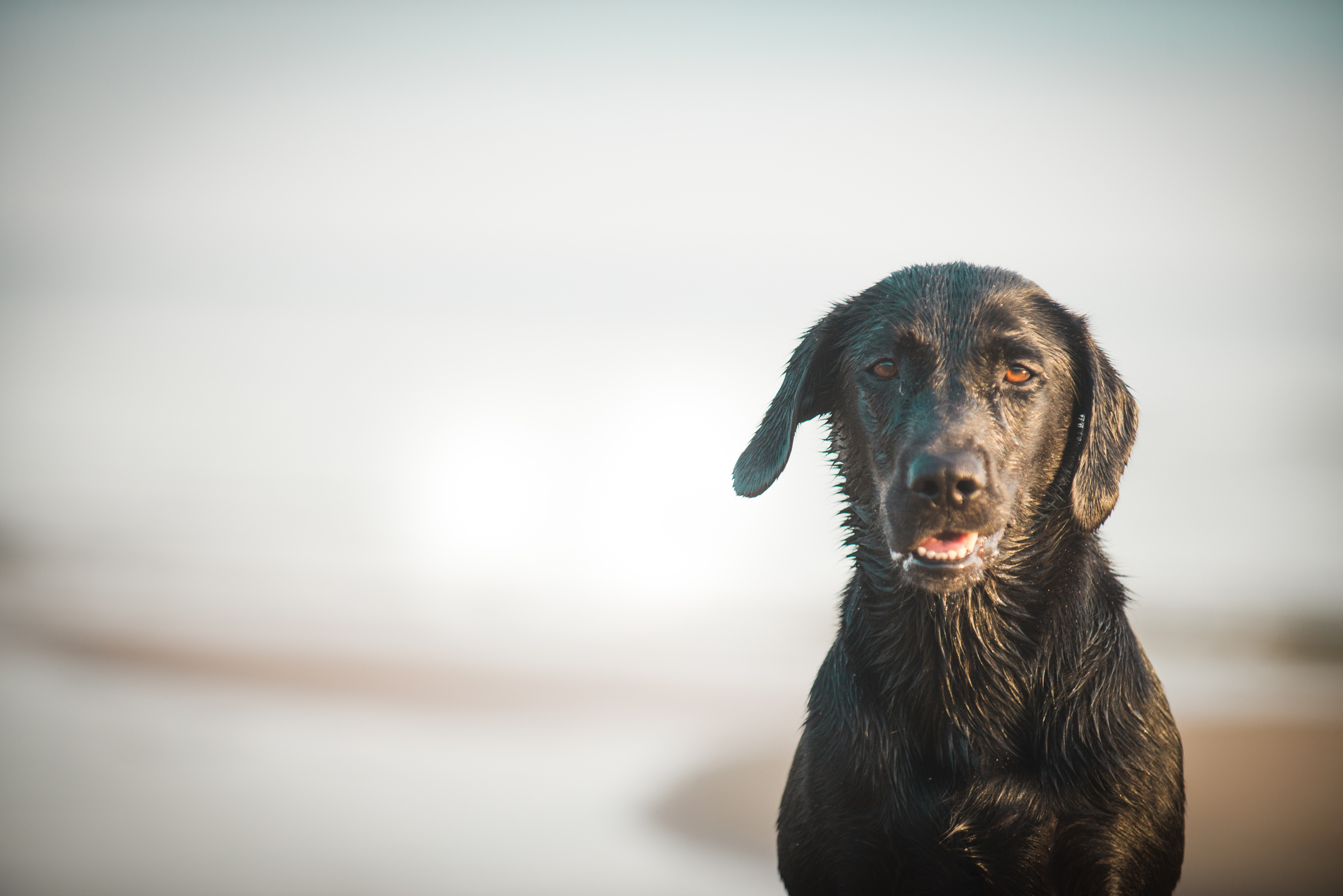 Эстония 2019. Фотограф-анималист Наталья Светличная