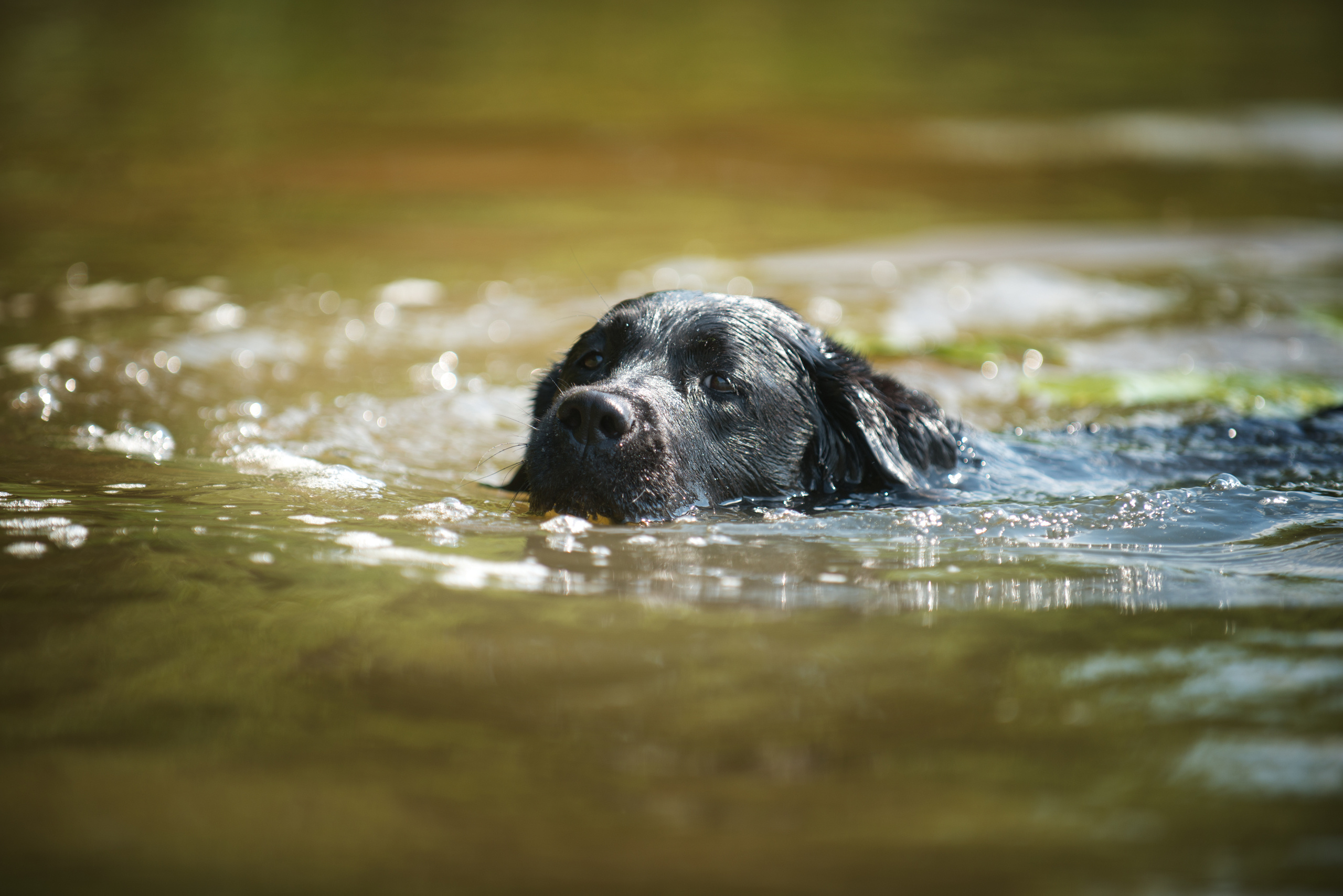Венгрия-Чехия 2015. Фотограф-анималист Наталья Светличная
