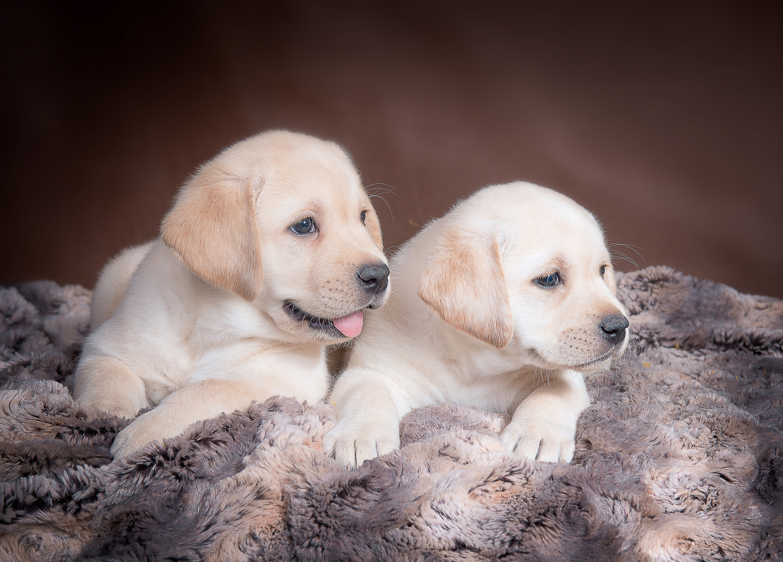 Лабрадор ретривер (щенки). Фотограф-анималист Наталья Светличная