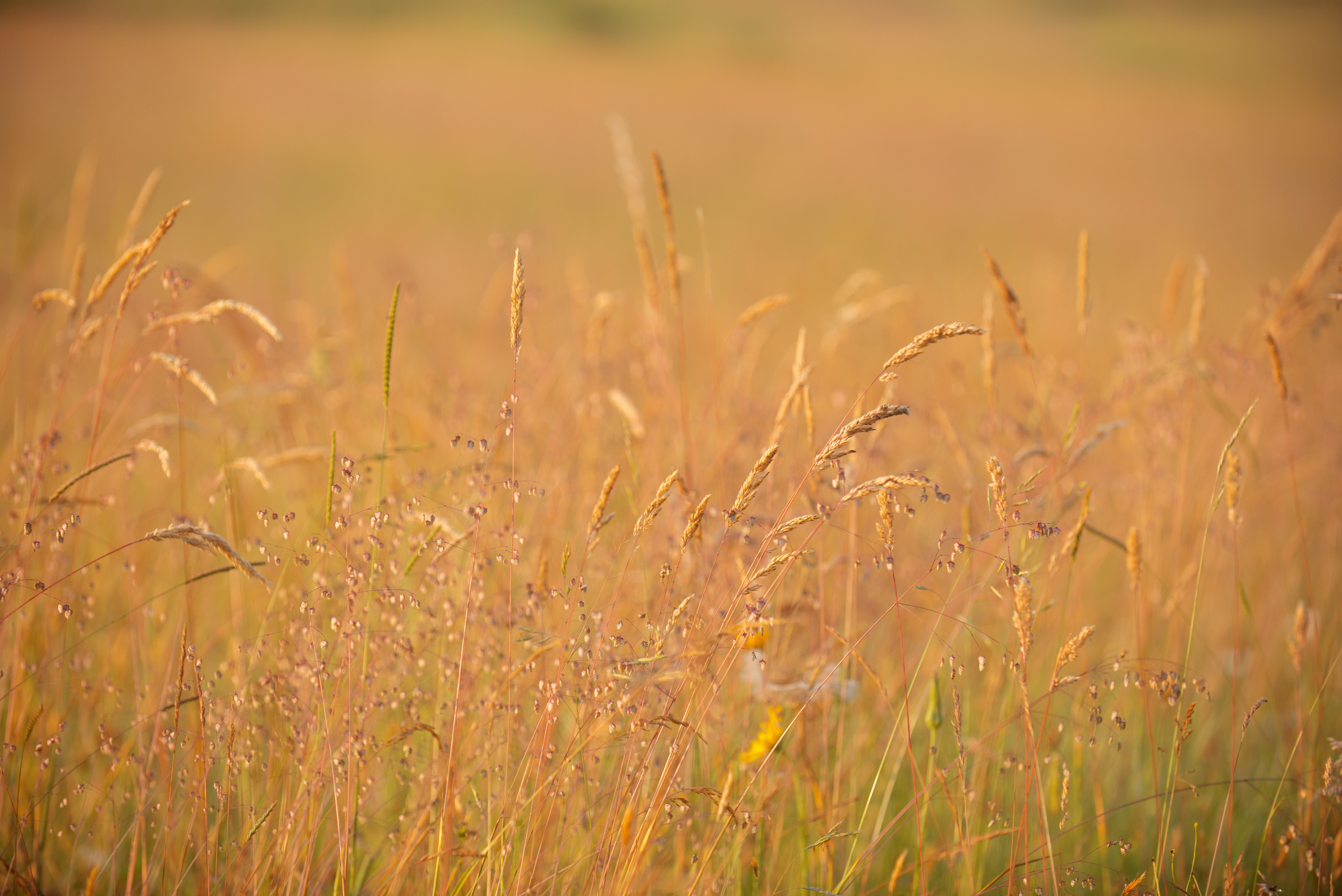 Венгрия-Чехия 2015. Фотограф-анималист Наталья Светличная