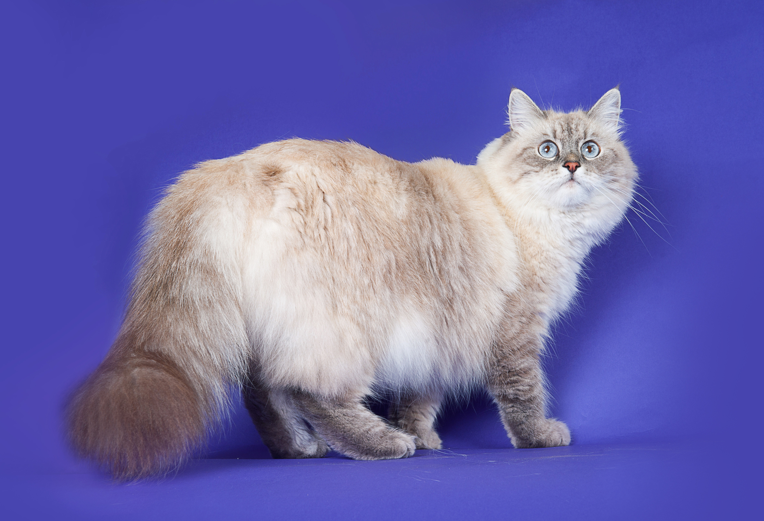 Невская маскарадная. Фотограф-анималист Наталья Светличная