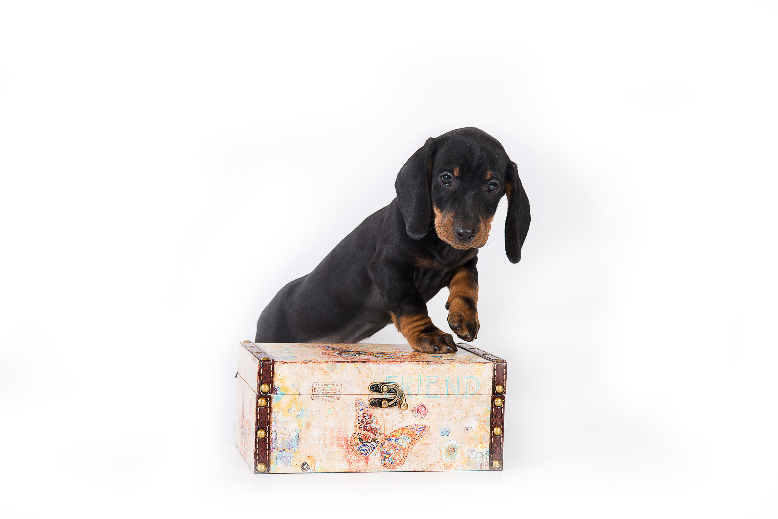 Такса (щенки). Фотограф-анималист Наталья Светличная