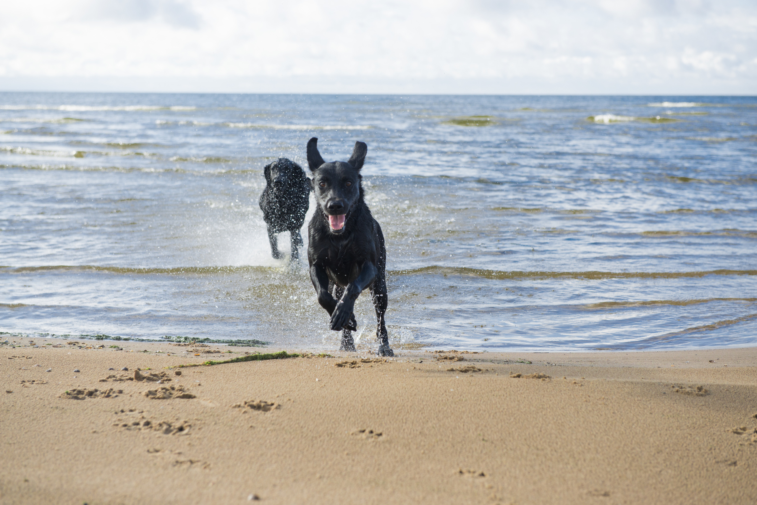 Эстония 2019. Фотограф-анималист Наталья Светличная