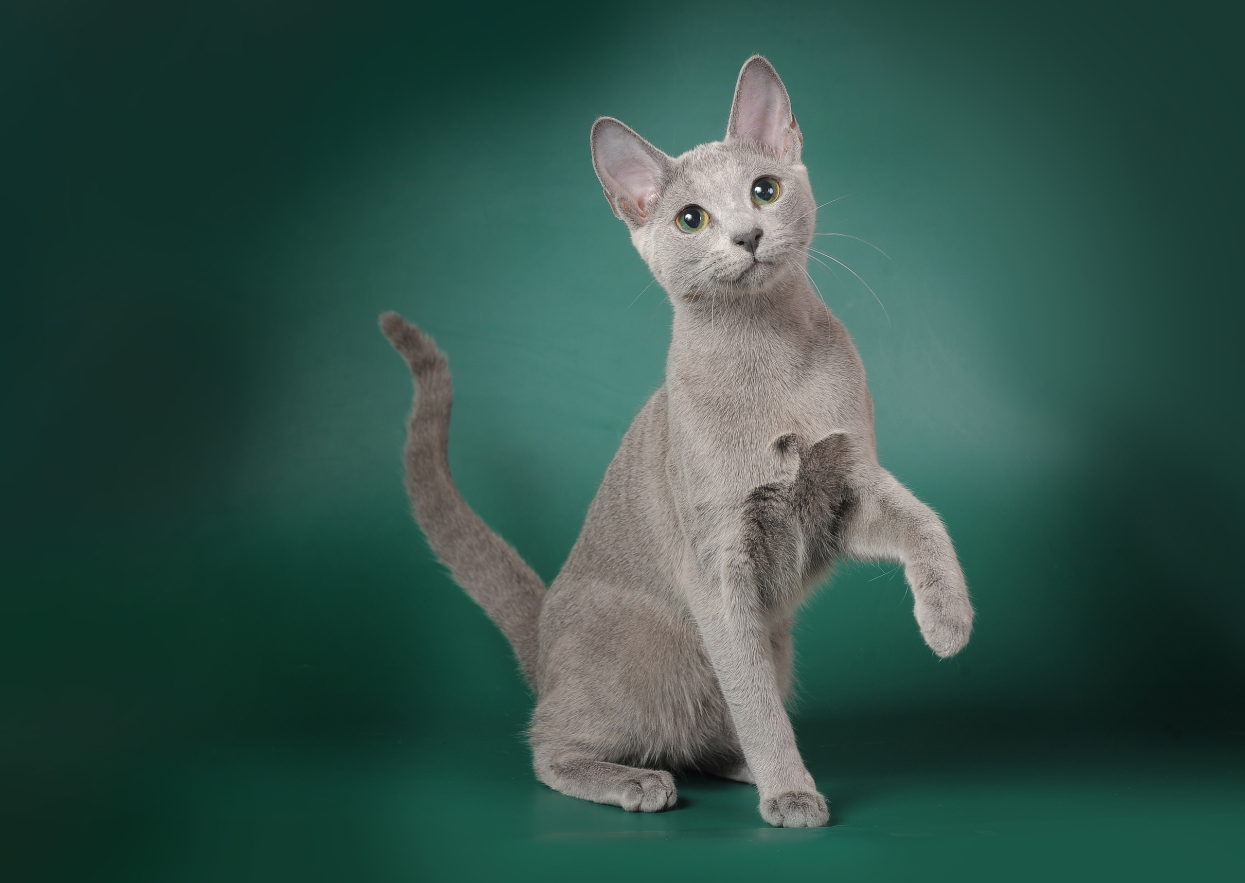 Русская голубая. Фотограф-анималист Наталья Светличная