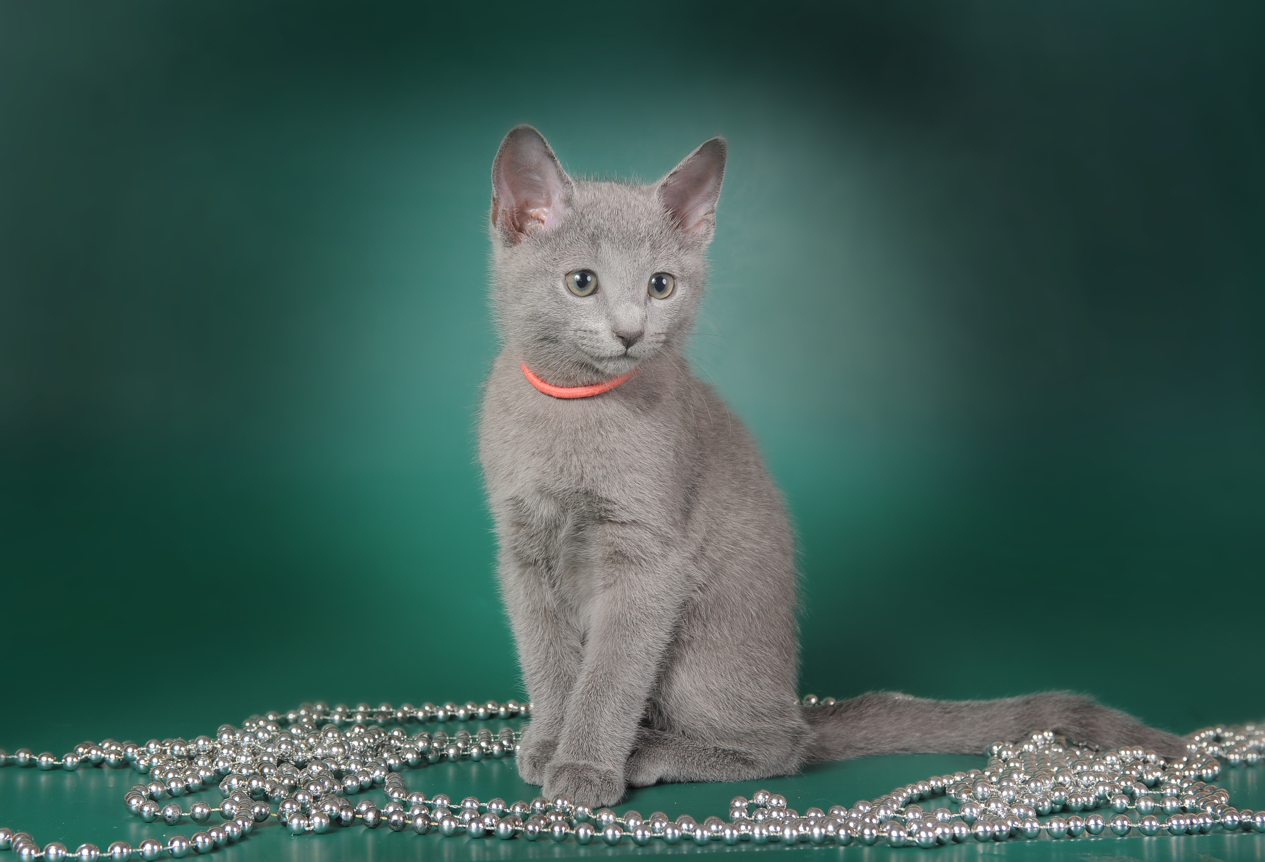 Русская голубая. Фотограф-анималист Наталья Светличная