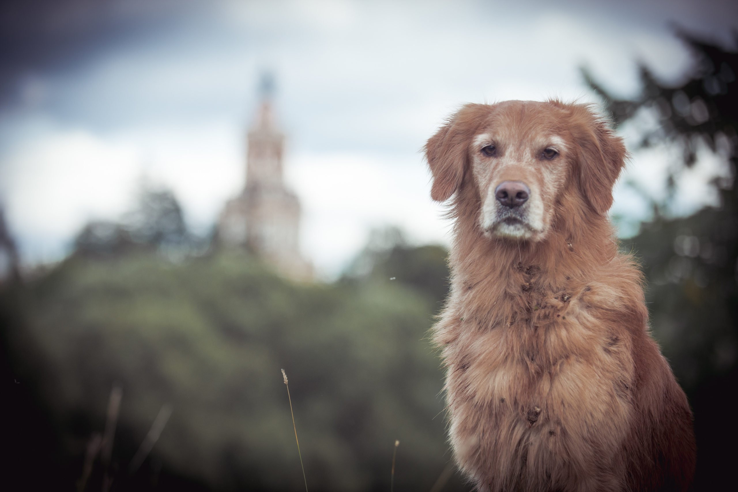 Голден ретривер Филя. Фотограф-анималист Наталья Светличная