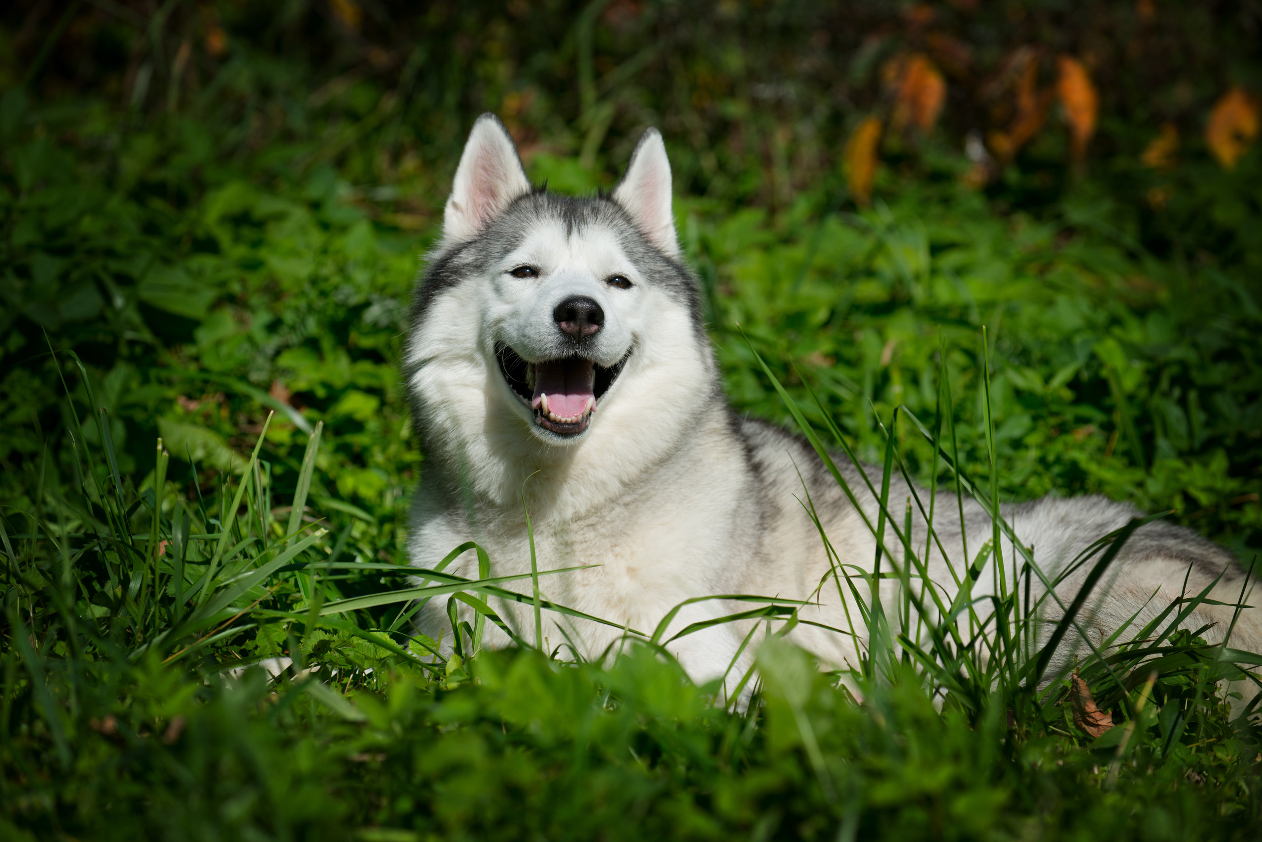 Хаски. Фотограф-анималист Наталья Светличная
