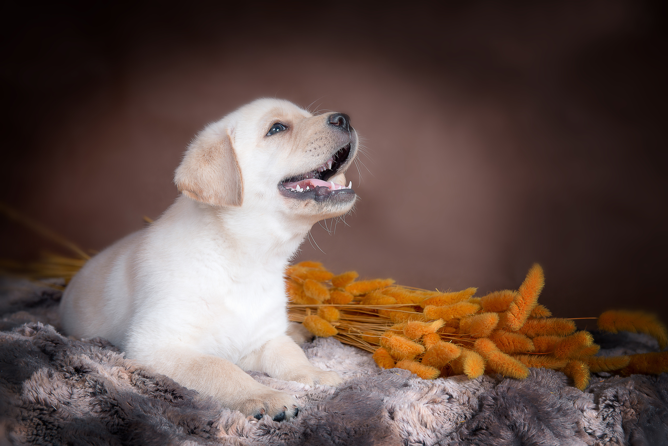 Лабрадор ретривер (щенки). Фотограф-анималист Наталья Светличная