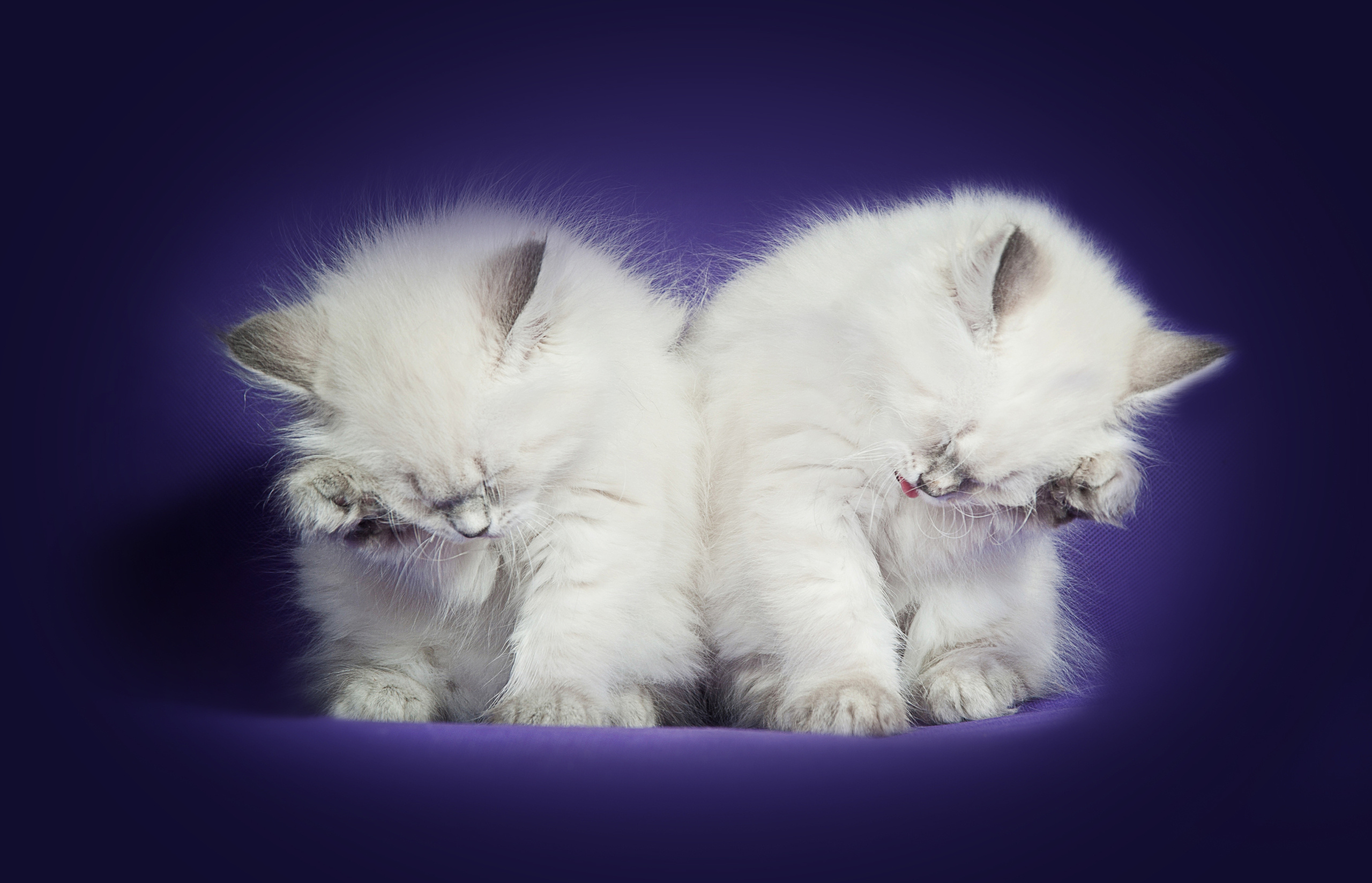 Невская маскарадная (котята). Фотограф-анималист Наталья Светличная