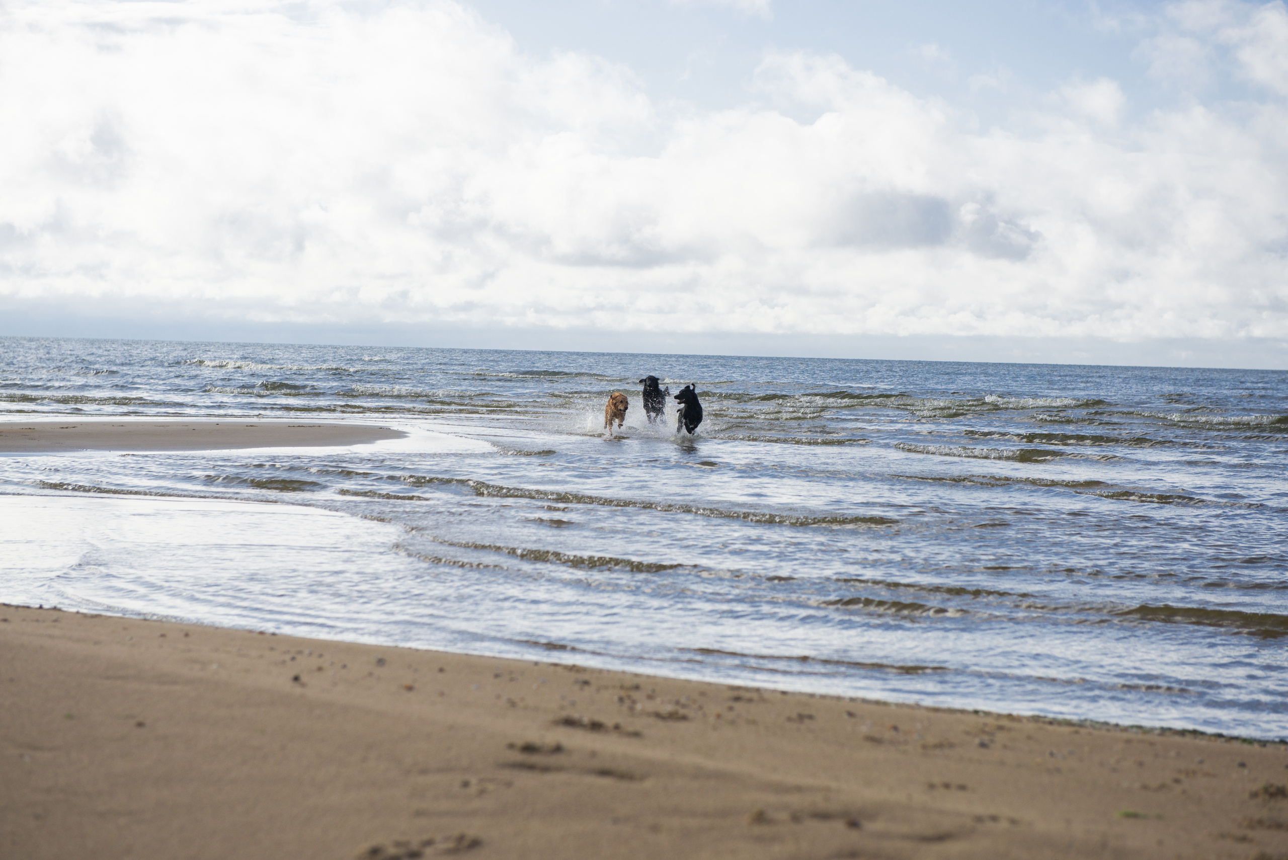 Эстония 2019. Фотограф-анималист Наталья Светличная