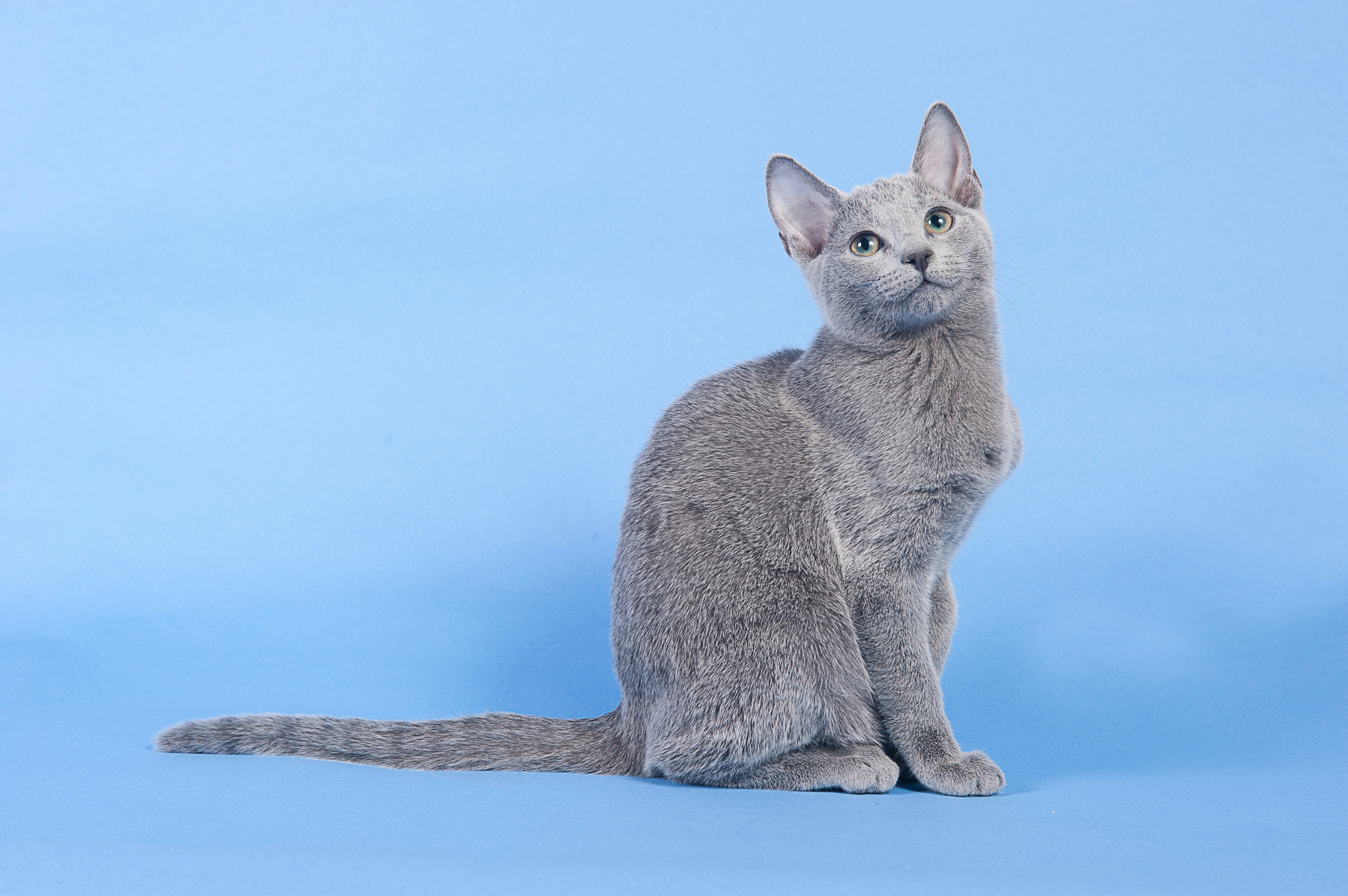 Русская голубая. Фотограф-анималист Наталья Светличная