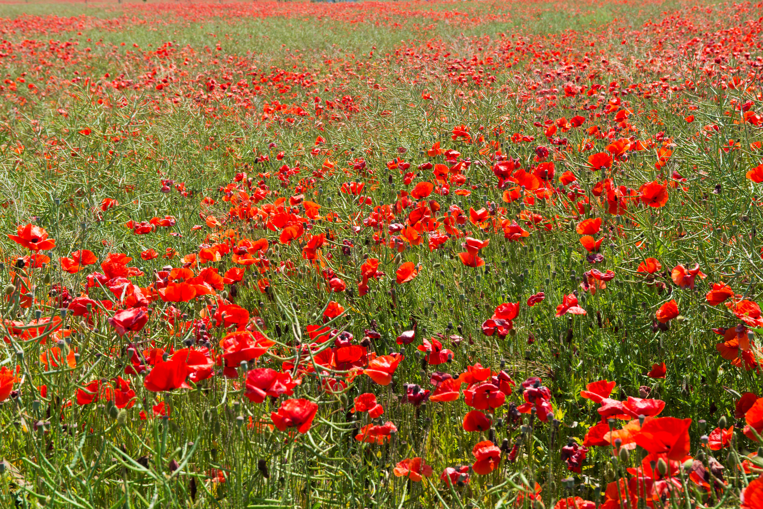 Венгрия-Чехия 2015. Фотограф-анималист Наталья Светличная