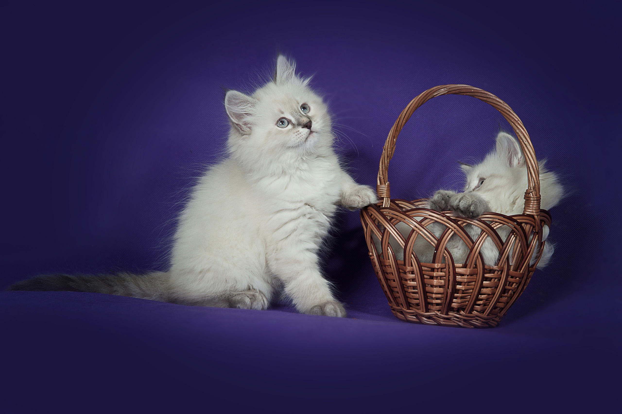 Невская маскарадная (котята). Фотограф-анималист Наталья Светличная