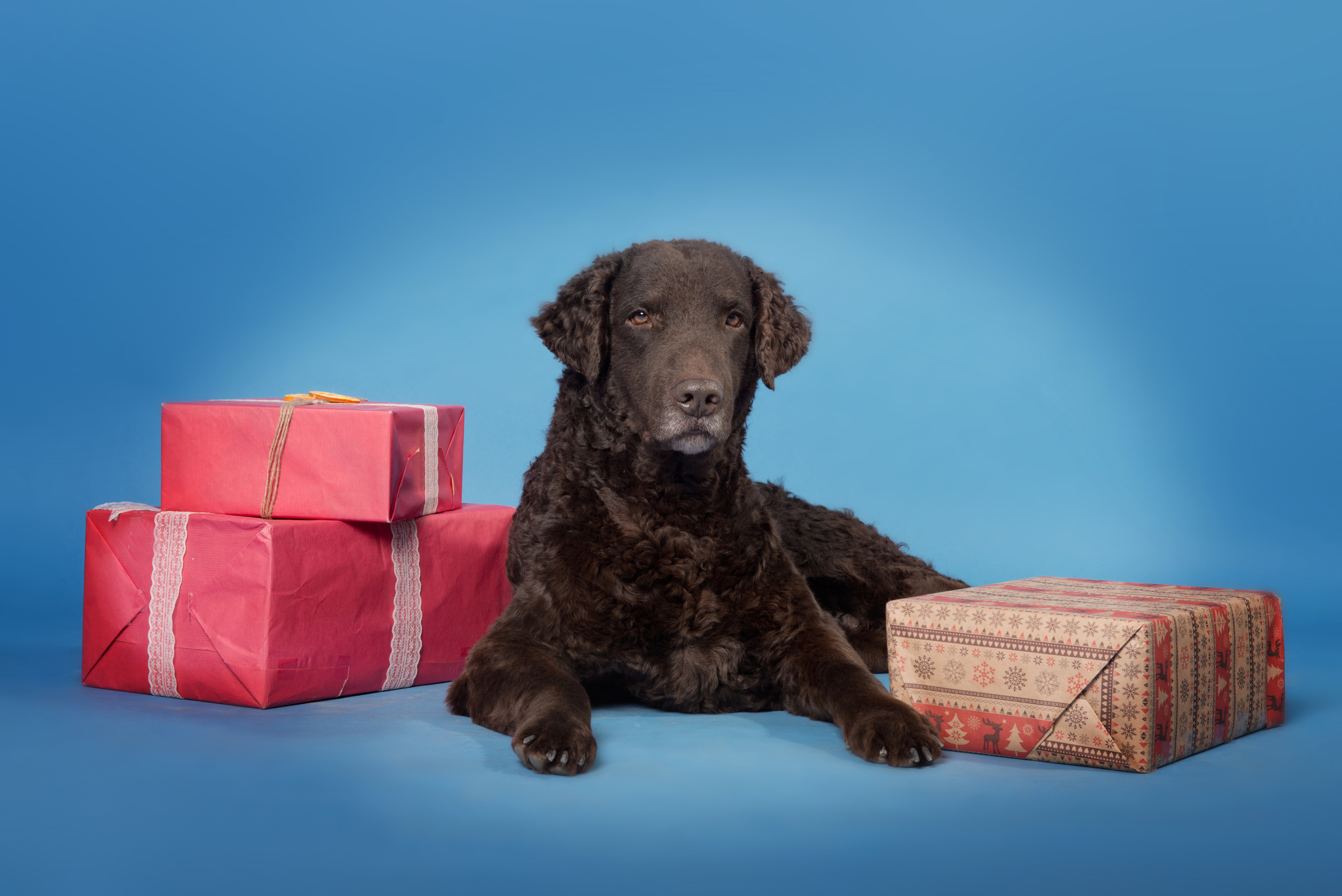 Курчавошерстный ретривер Рой. Фотограф-анималист Наталья Светличная