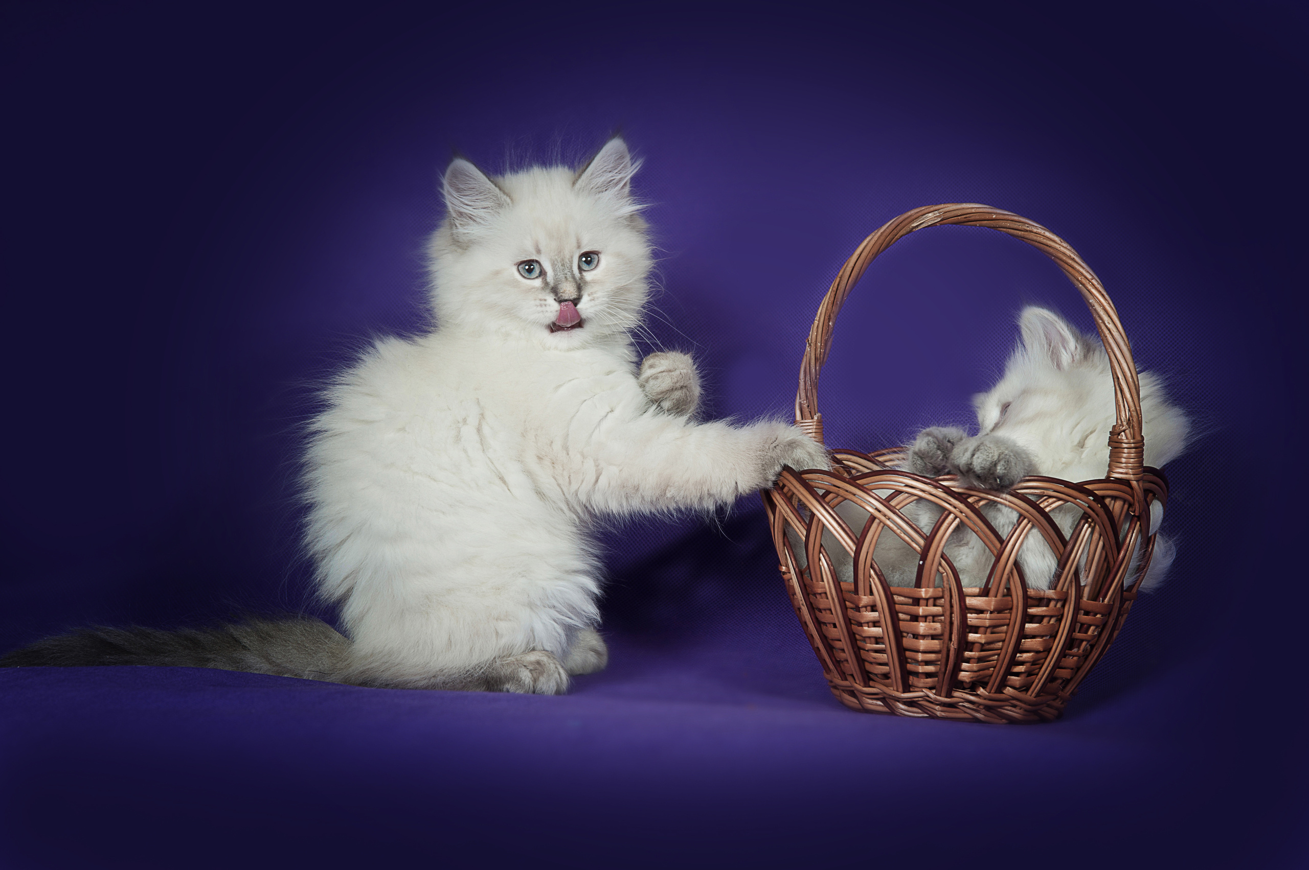 Невская маскарадная (котята). Фотограф-анималист Наталья Светличная