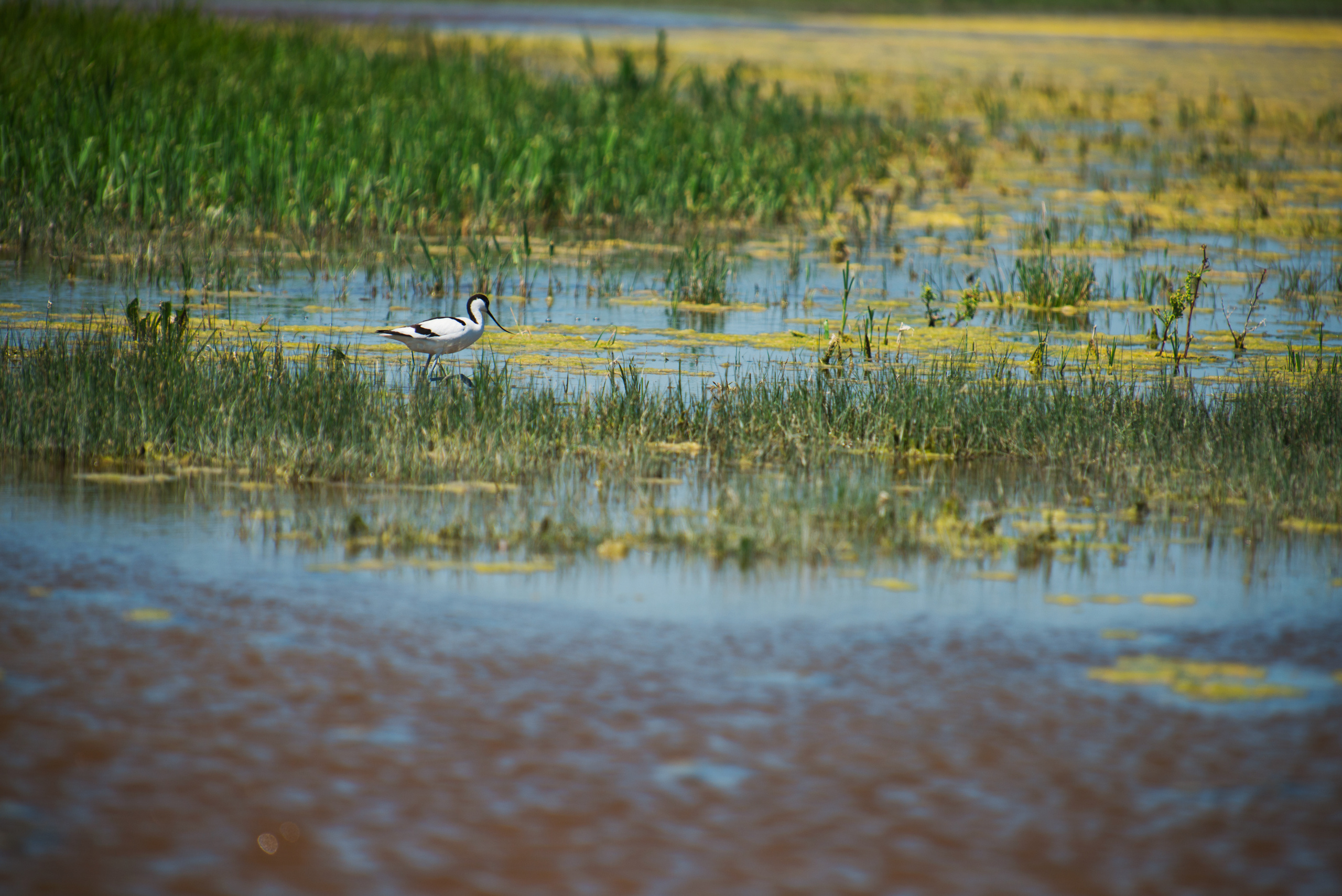 Венгрия-Чехия 2015. Фотограф-анималист Наталья Светличная