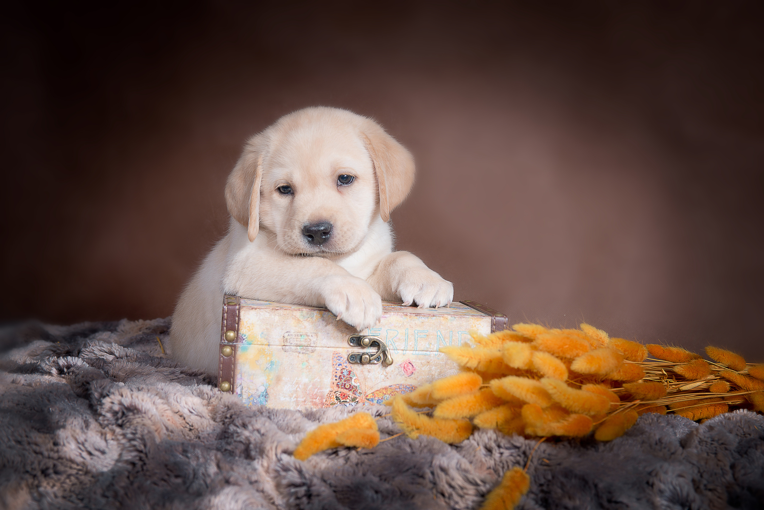 Лабрадор ретривер (щенки). Фотограф-анималист Наталья Светличная