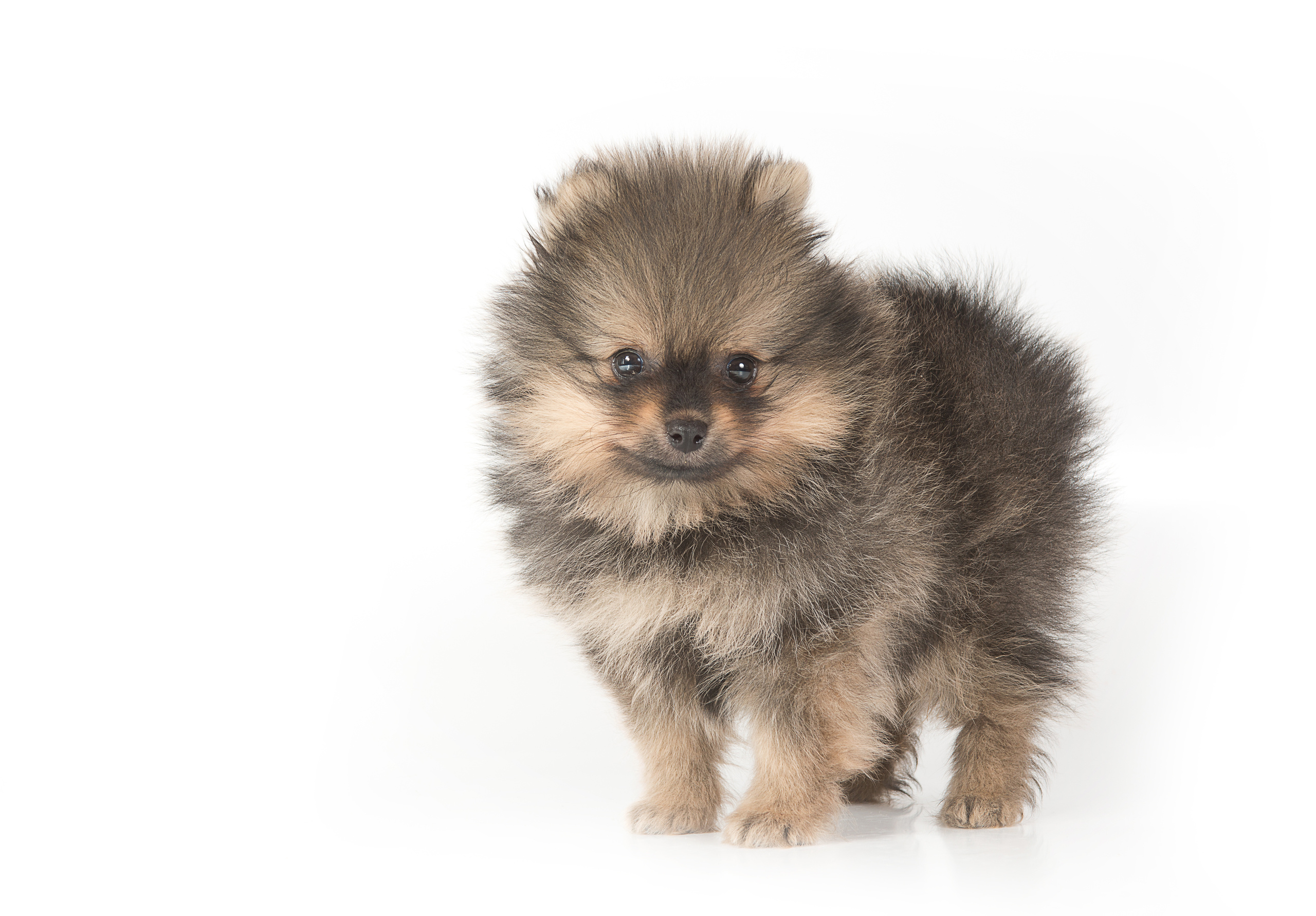 Шпицы (щенки). Фотограф-анималист Наталья Светличная