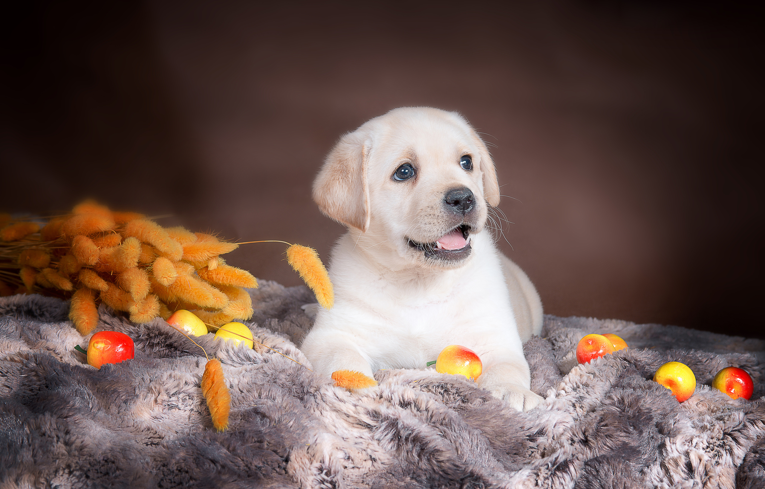 Лабрадор ретривер (щенки). Фотограф-анималист Наталья Светличная