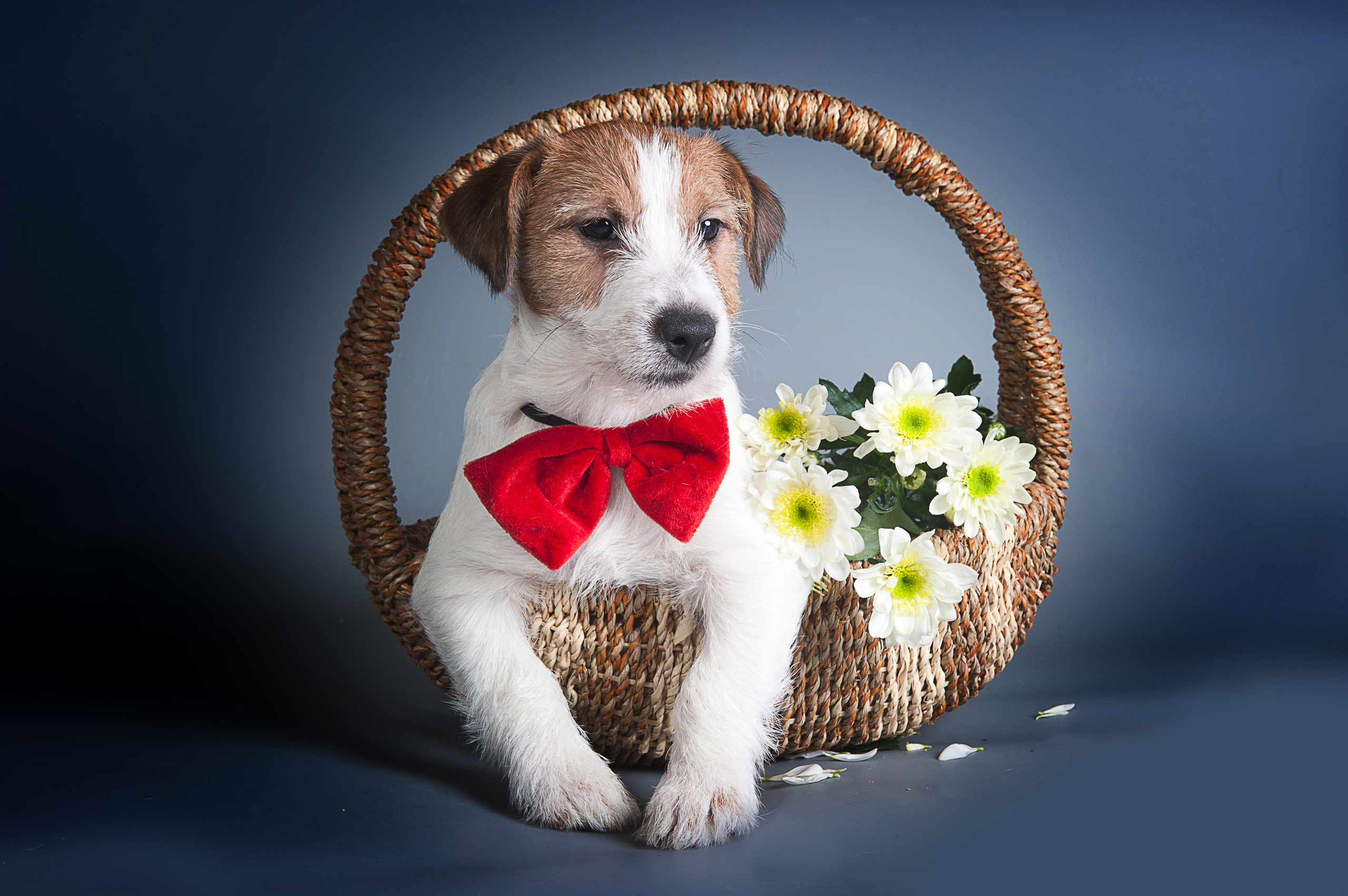 Джек-рассел-терьер (щенки). Фотограф-анималист Наталья Светличная