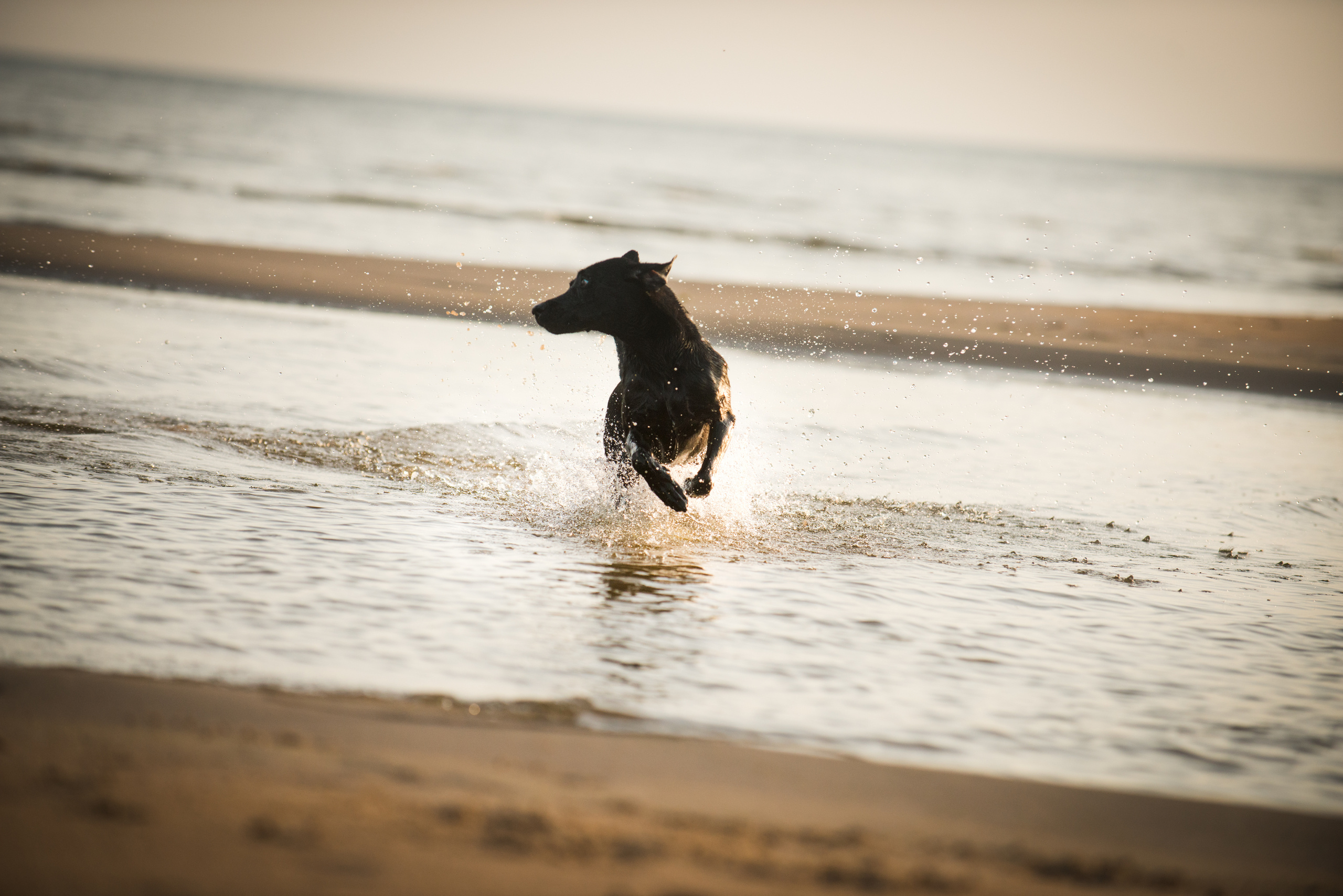Эстония 2019. Фотограф-анималист Наталья Светличная